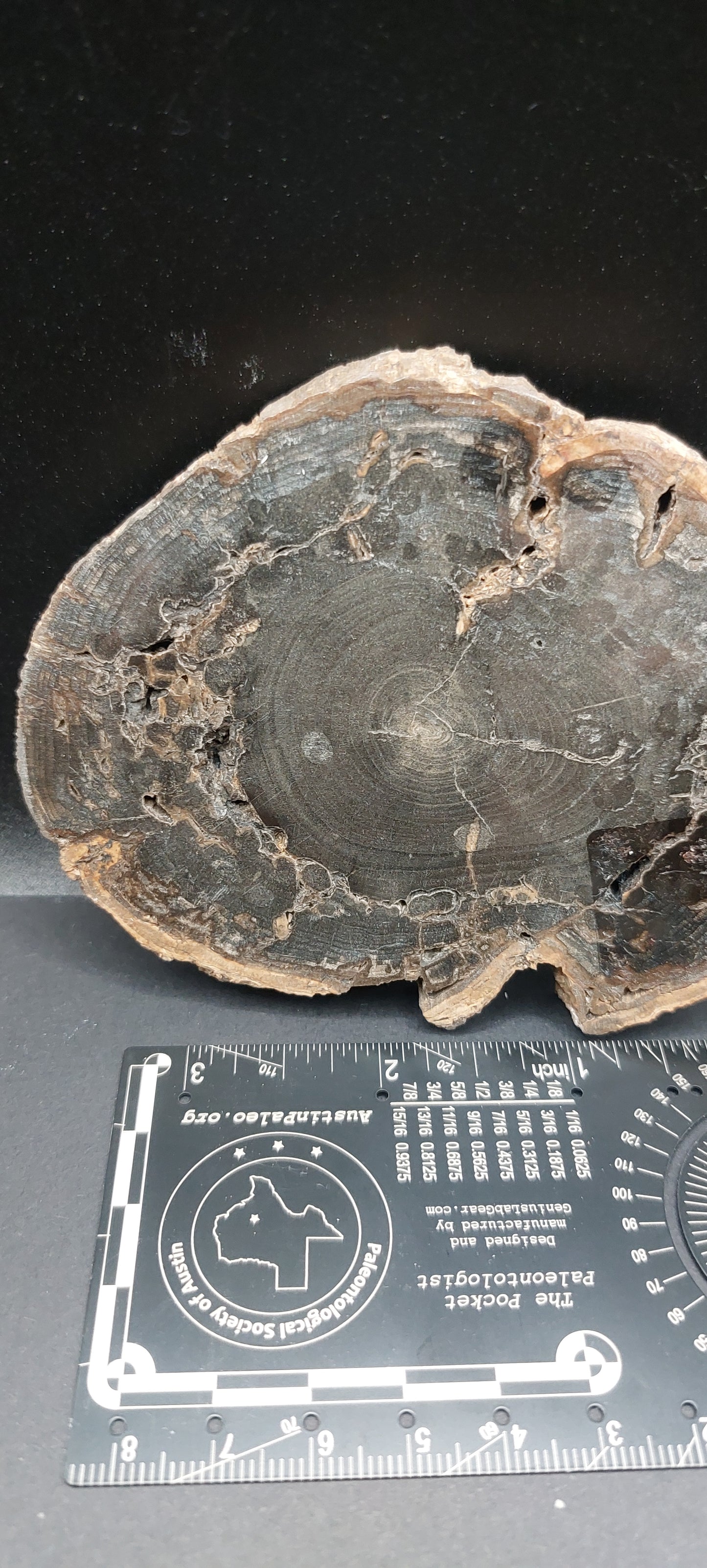 Petrified Wood-Oregon 05