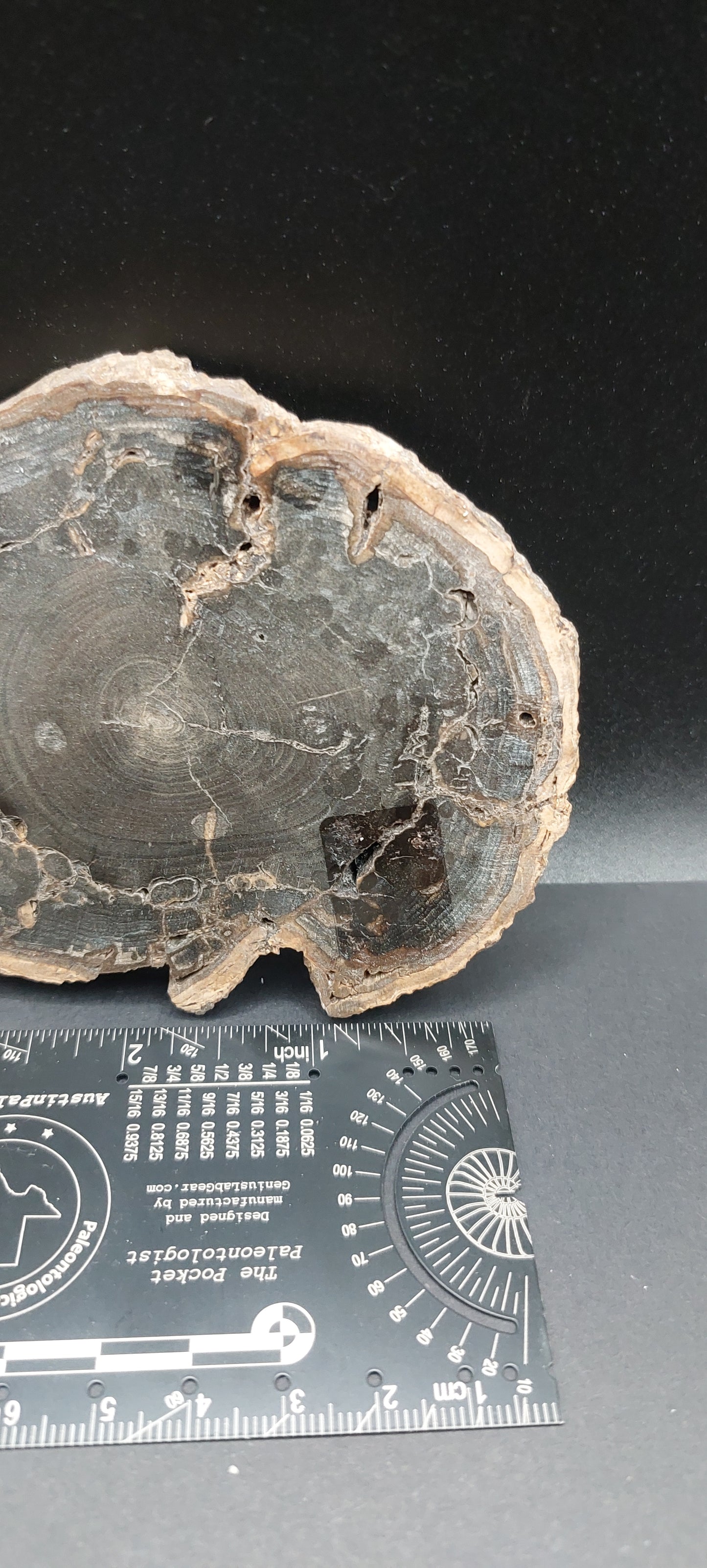 Petrified Wood-Oregon 05
