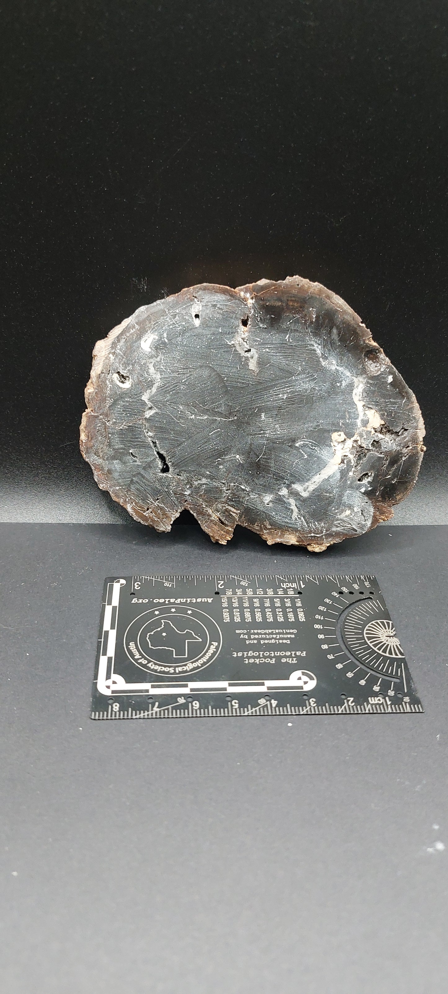 Petrified Wood-Oregon 05