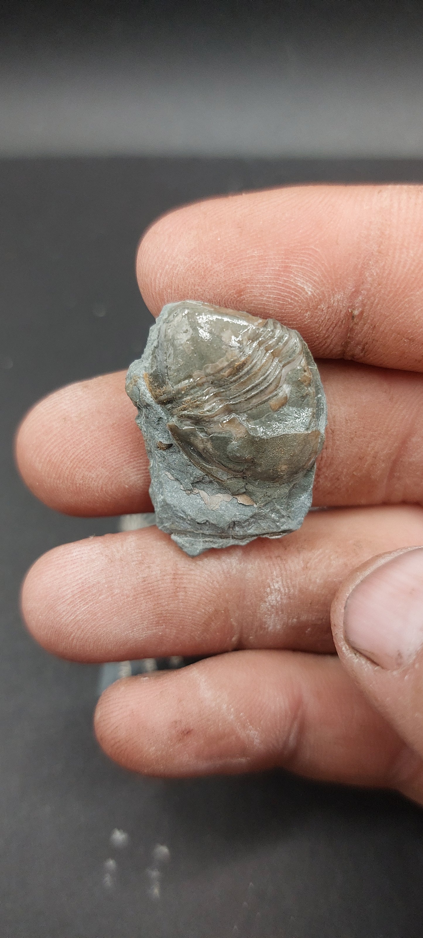 Juvenile Isotelus sp.-Ohio