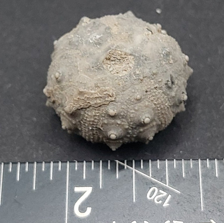 Goniophorus sp.-Texas 01