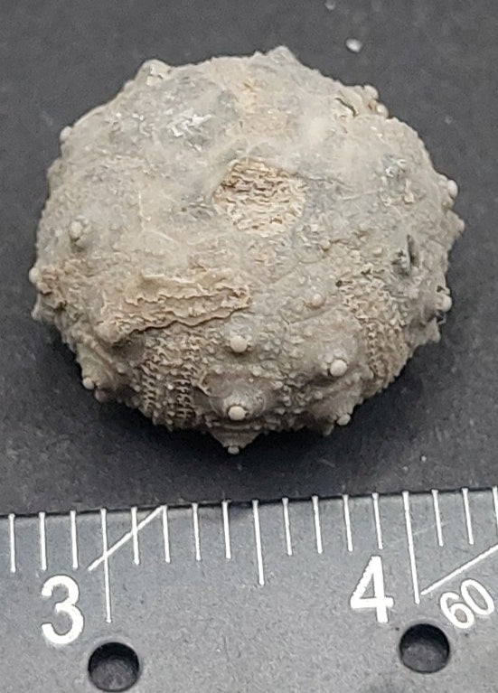 Goniophorus sp.-Texas 01