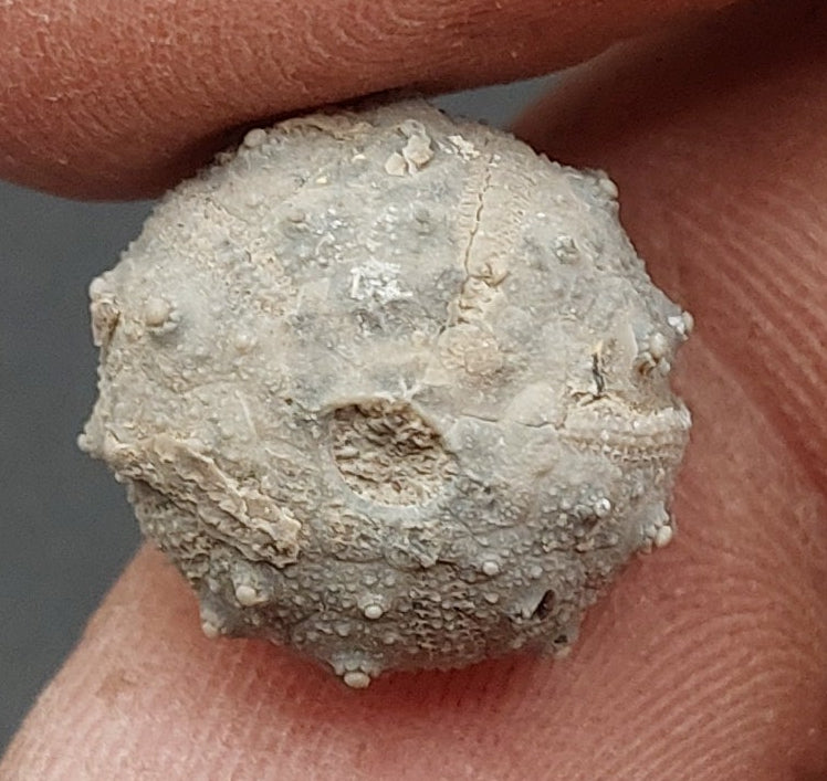 Goniophorus sp.-Texas 01