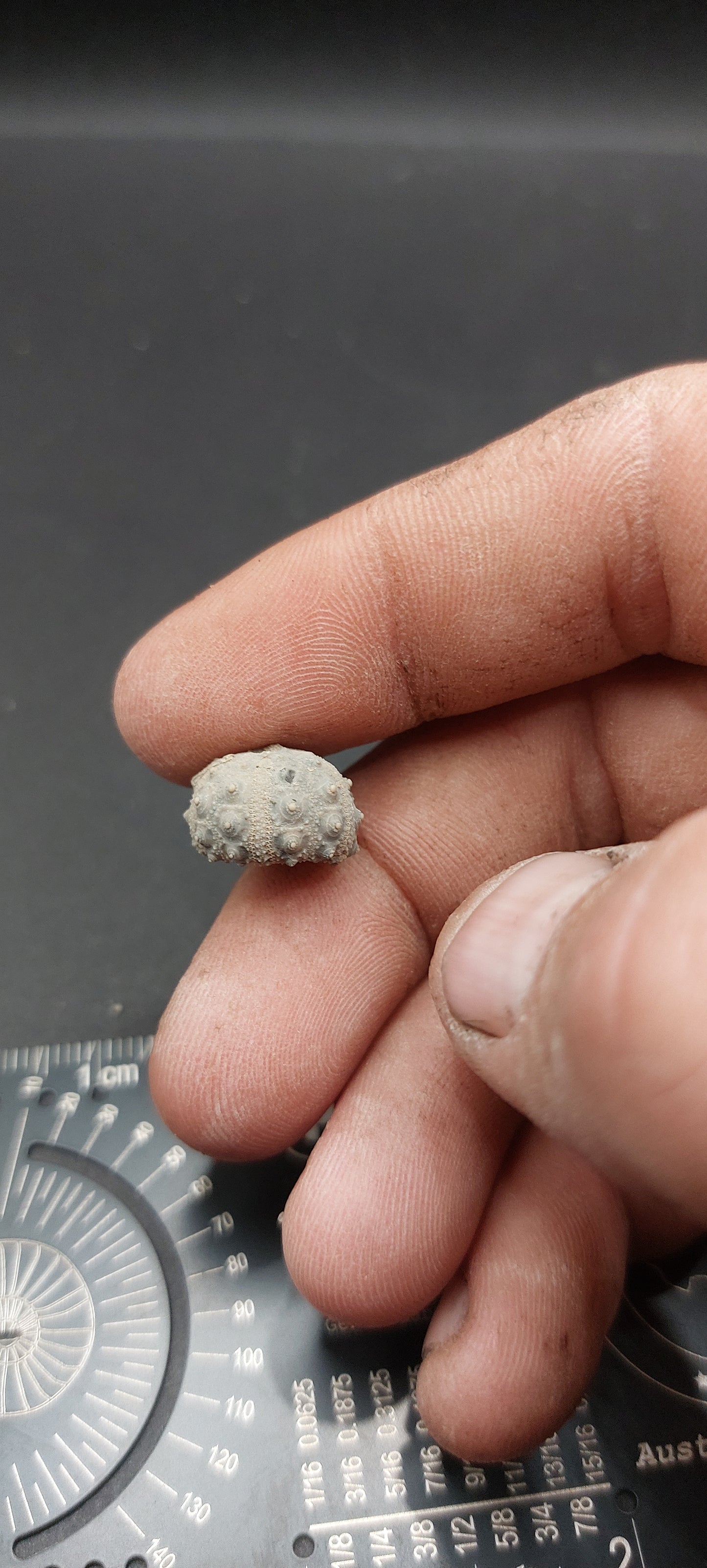 Goniophorus sp.-Texas 01