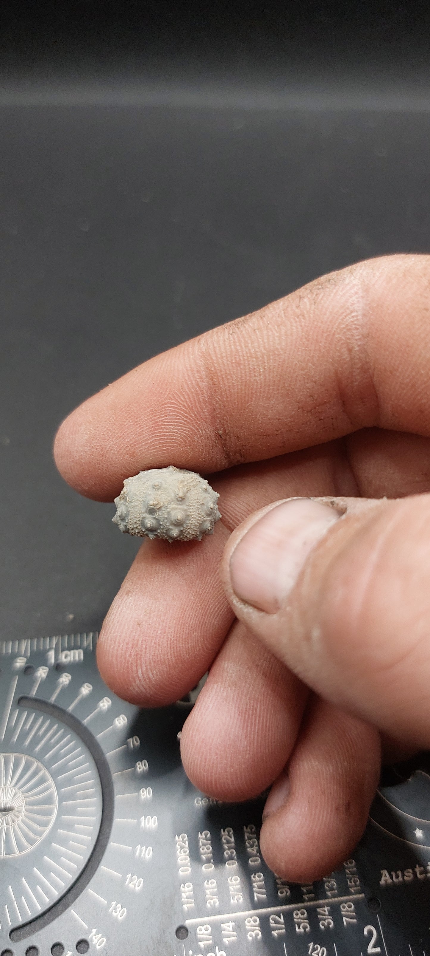 Goniophorus sp.-Texas 01