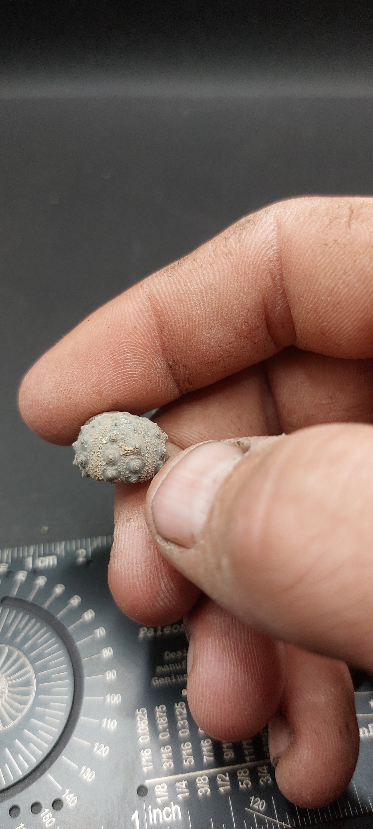 Goniophorus sp.-Texas 01
