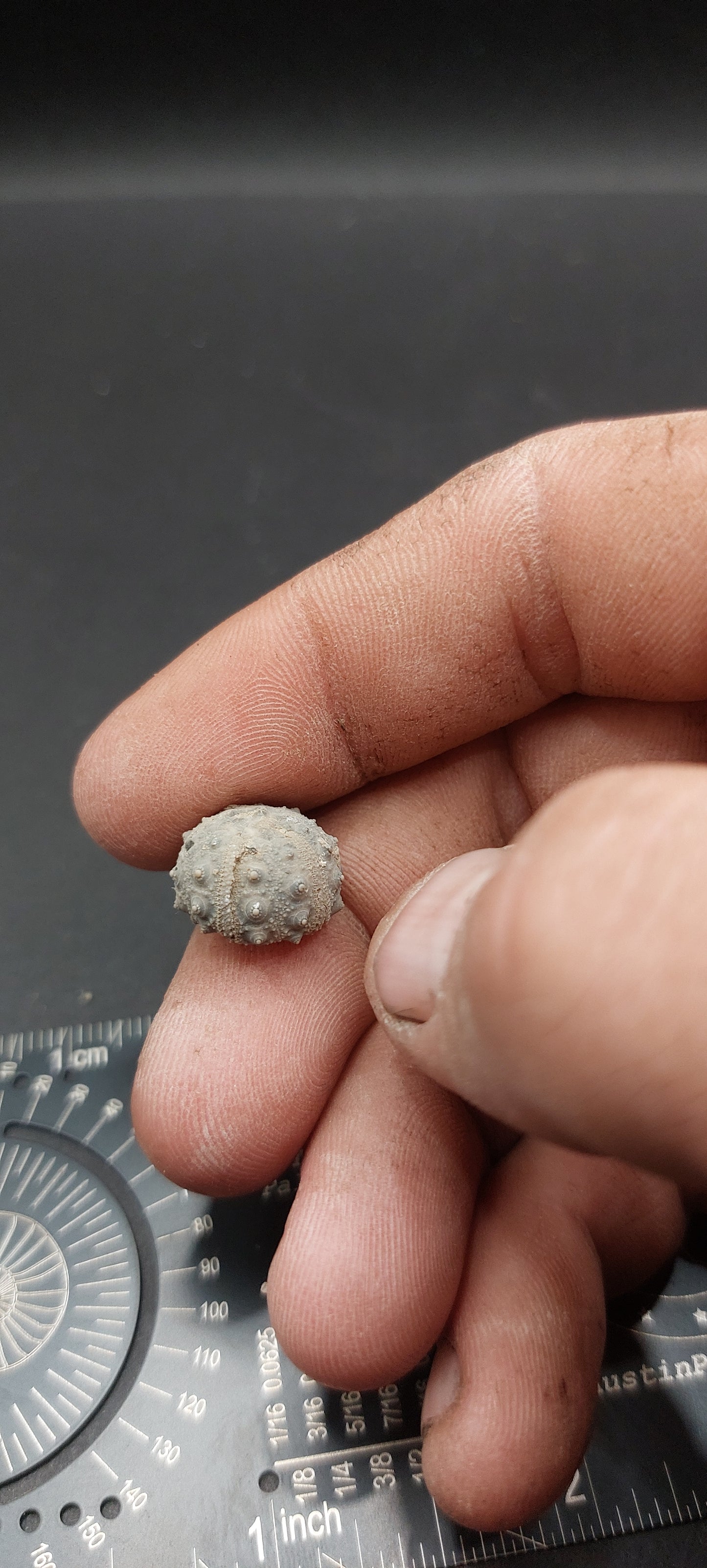 Goniophorus sp.-Texas 01