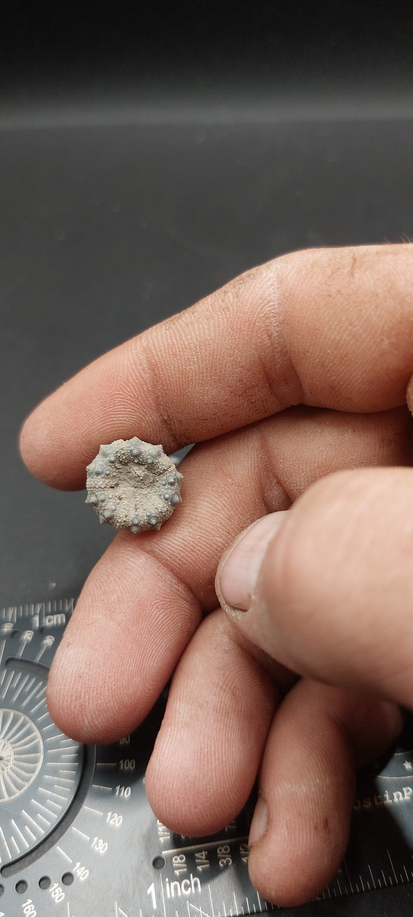 Goniophorus sp.-Texas 01