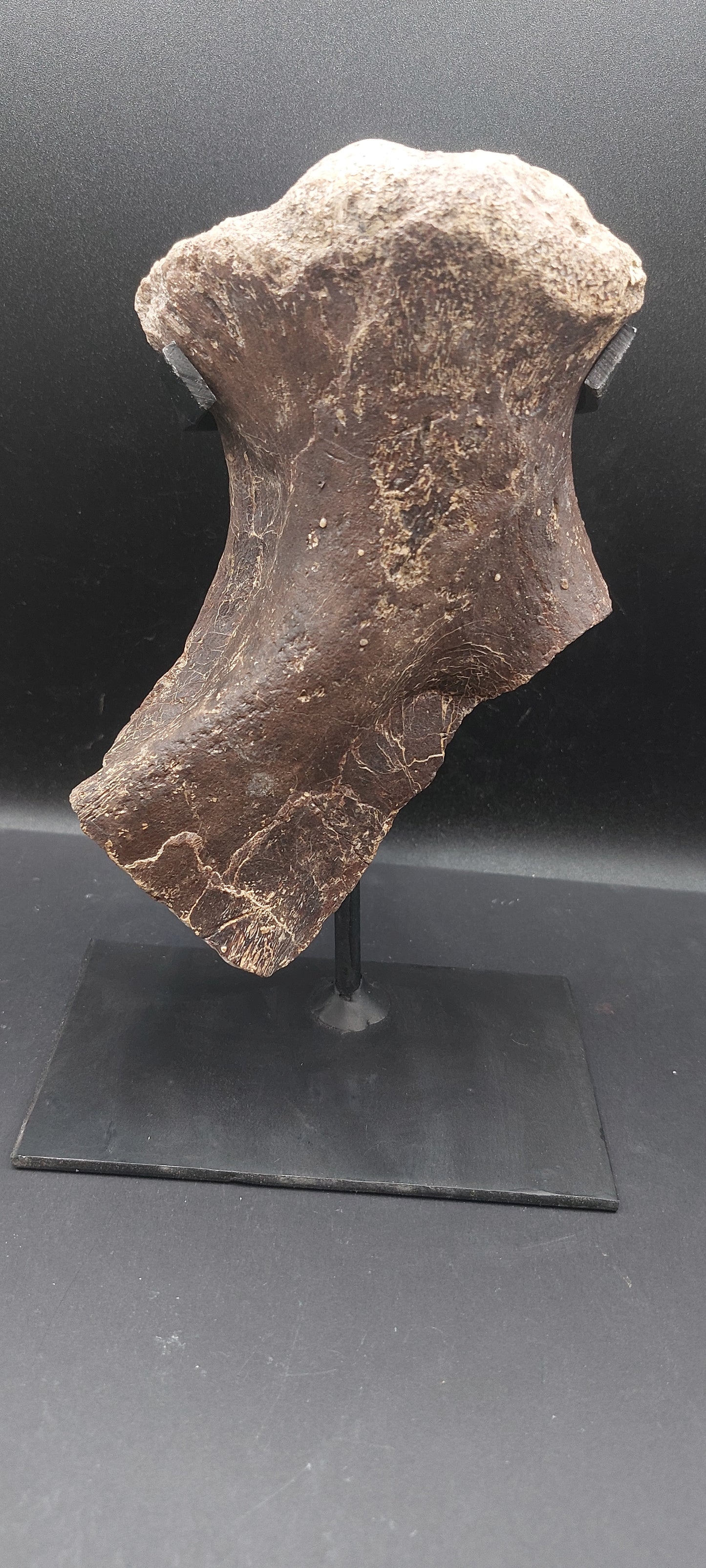 Tylosaurus proriger Ischium-Texas