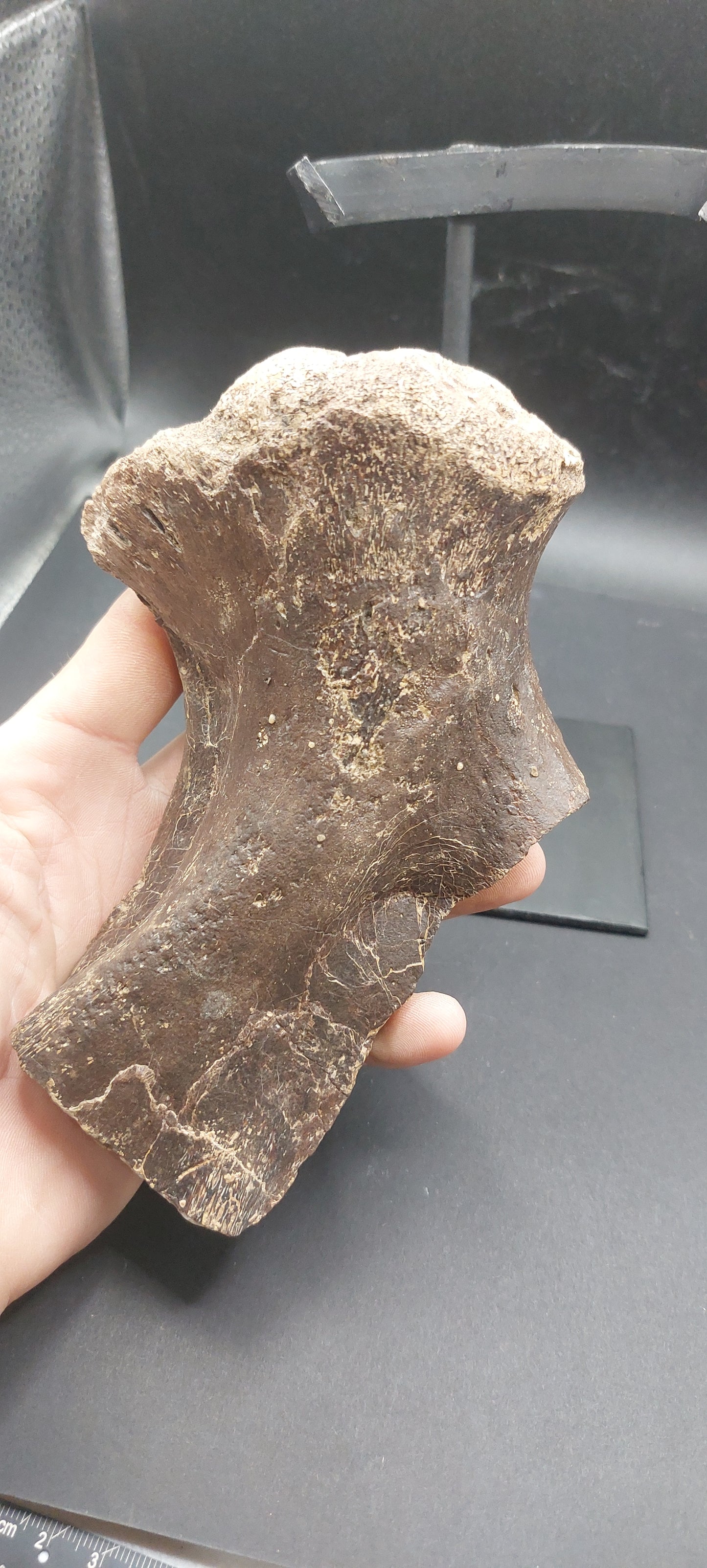 Tylosaurus proriger Ischium-Texas