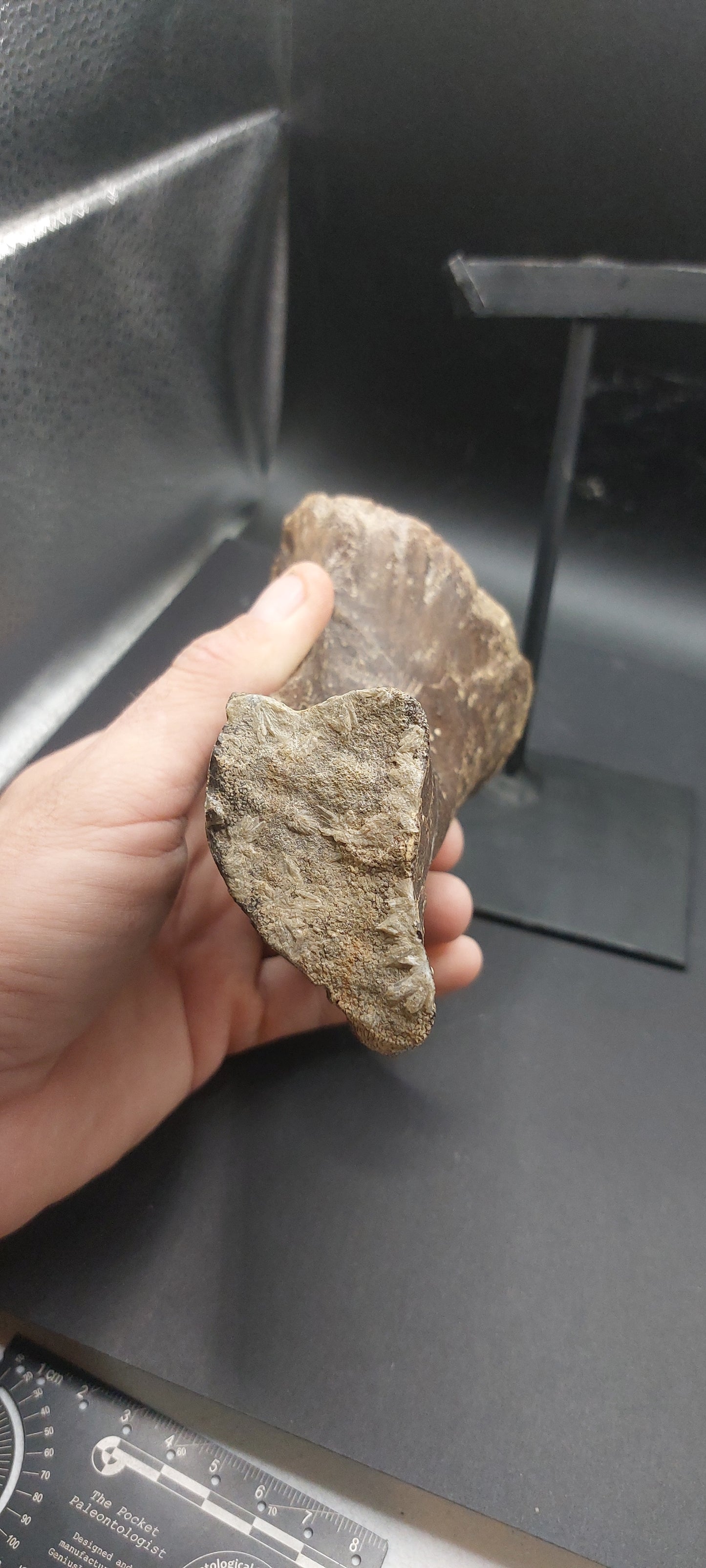 Tylosaurus proriger Ischium-Texas