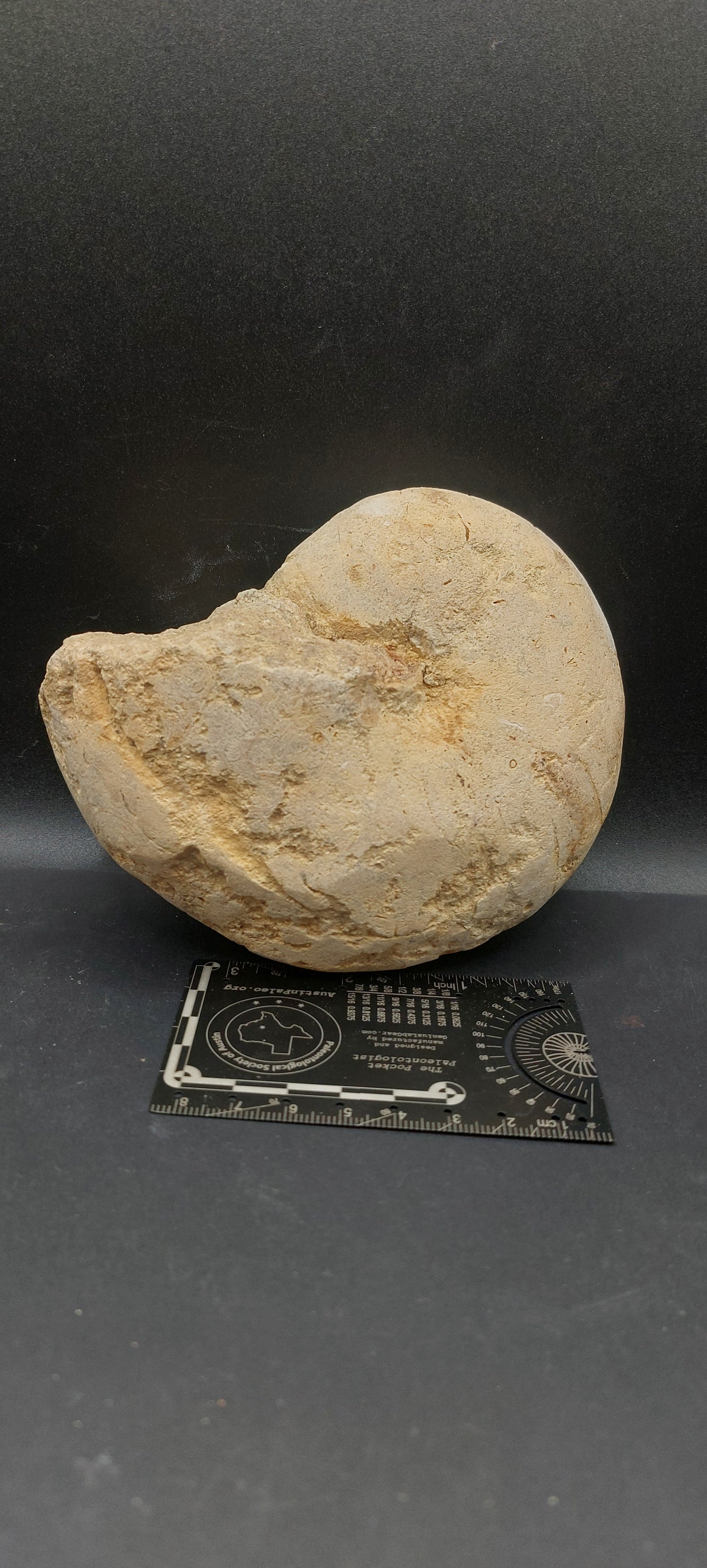 Cymatoceras texanum-Texas 05