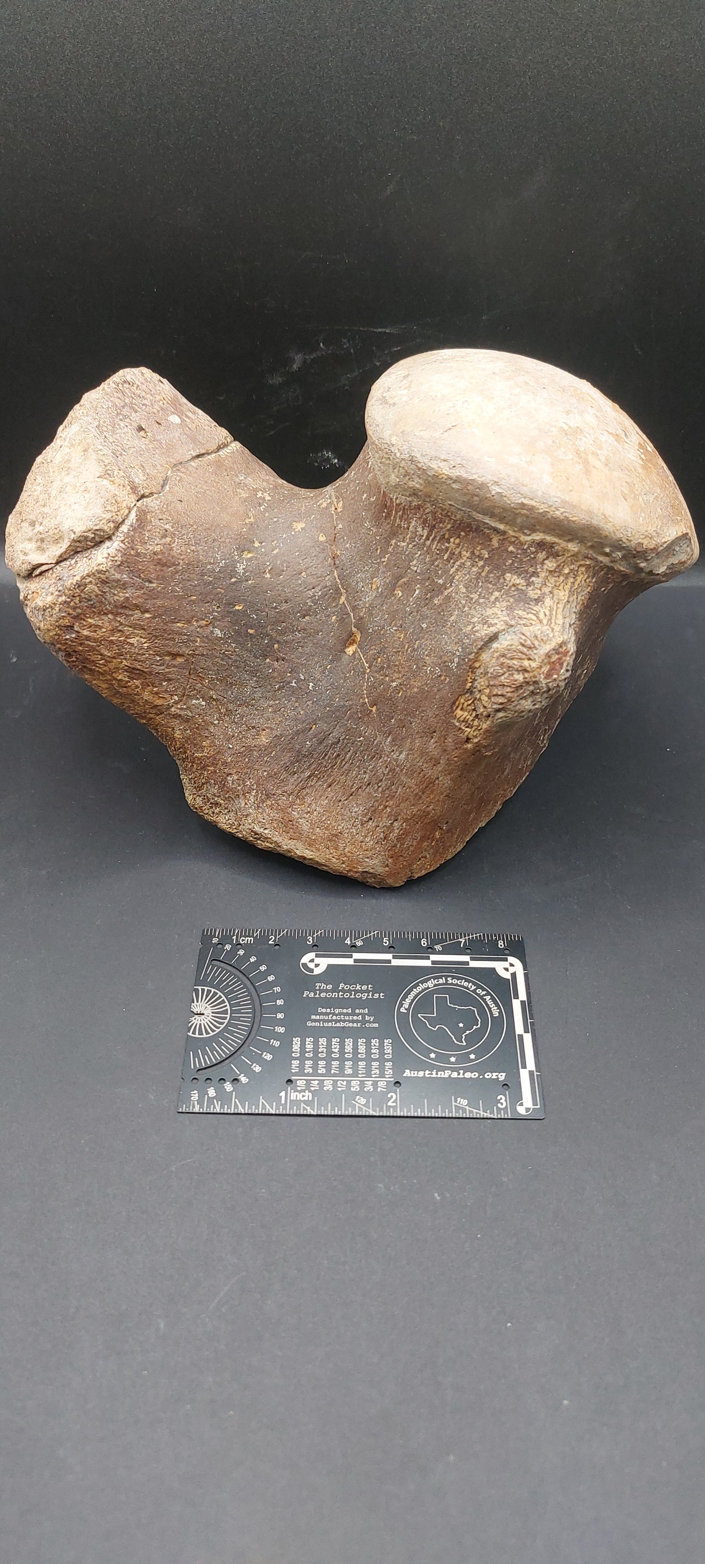 Tylosaurus proriger Vertebra-Texas