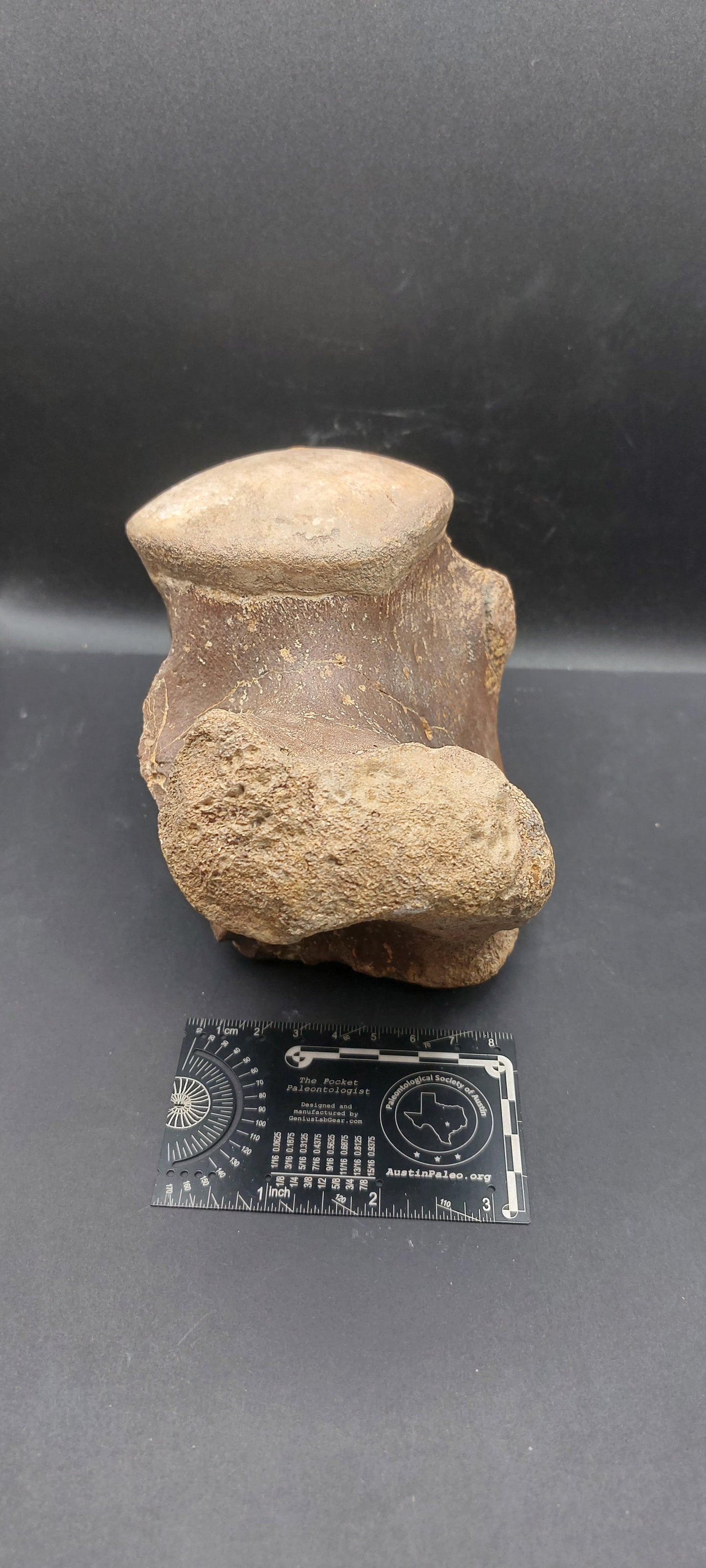 Tylosaurus proriger Vertebra-Texas