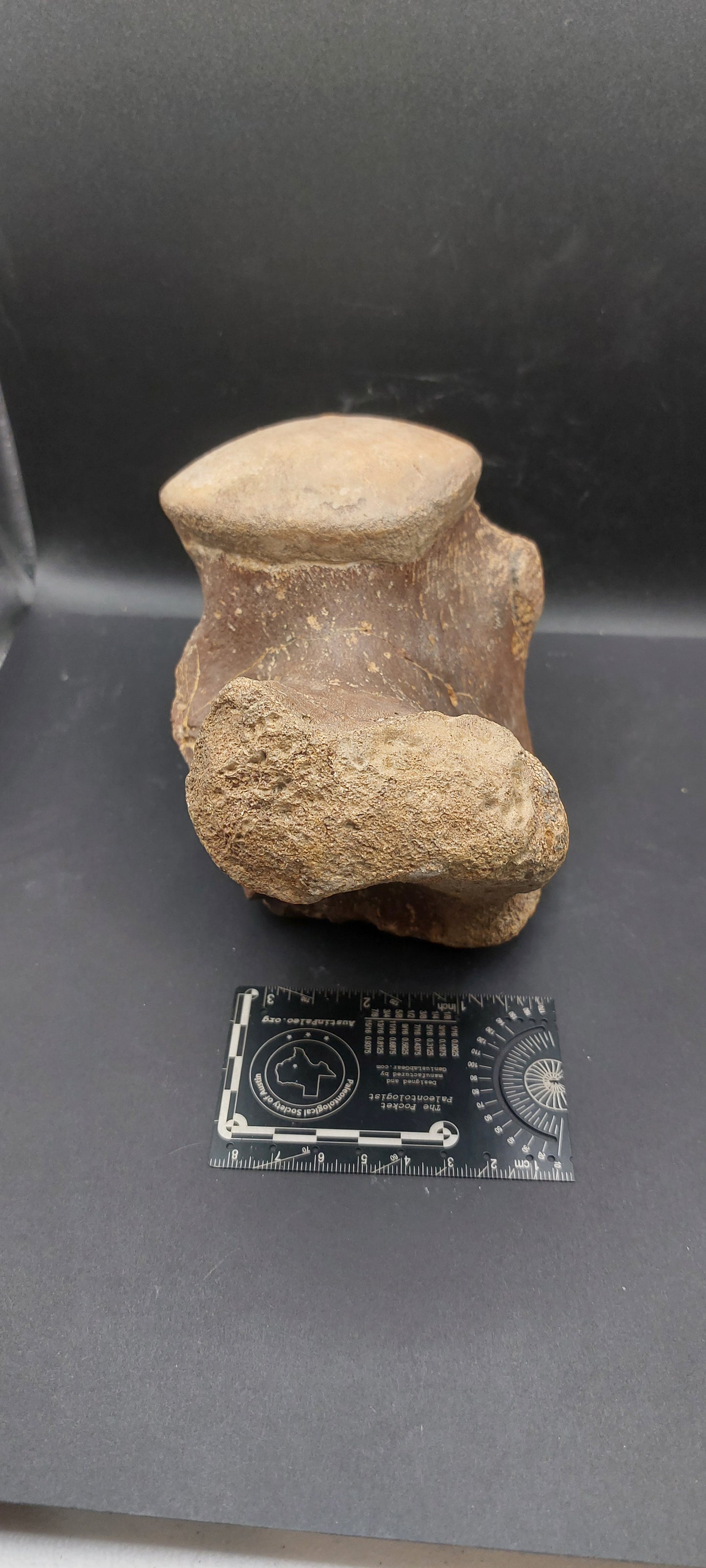 Tylosaurus proriger Vertebra-Texas