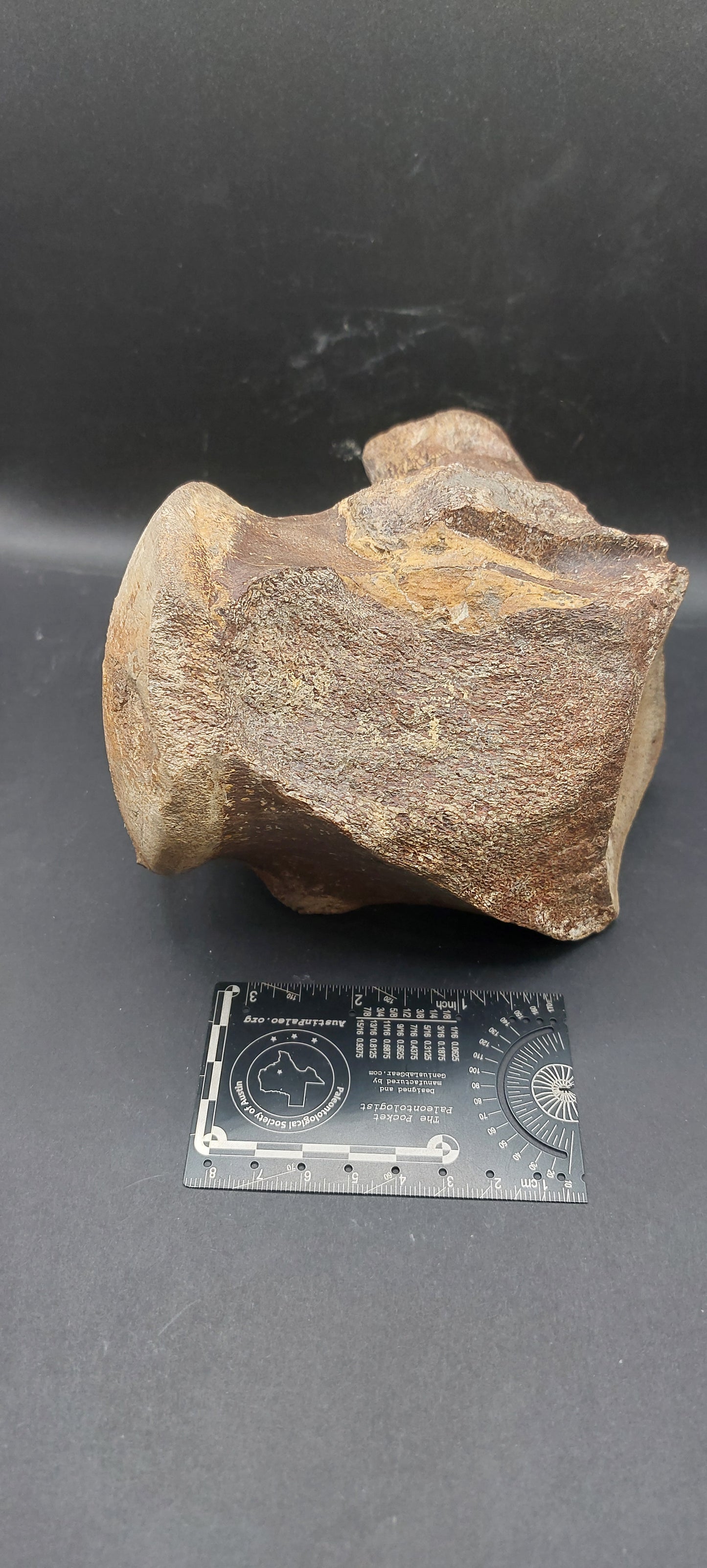 Tylosaurus proriger Vertebra-Texas