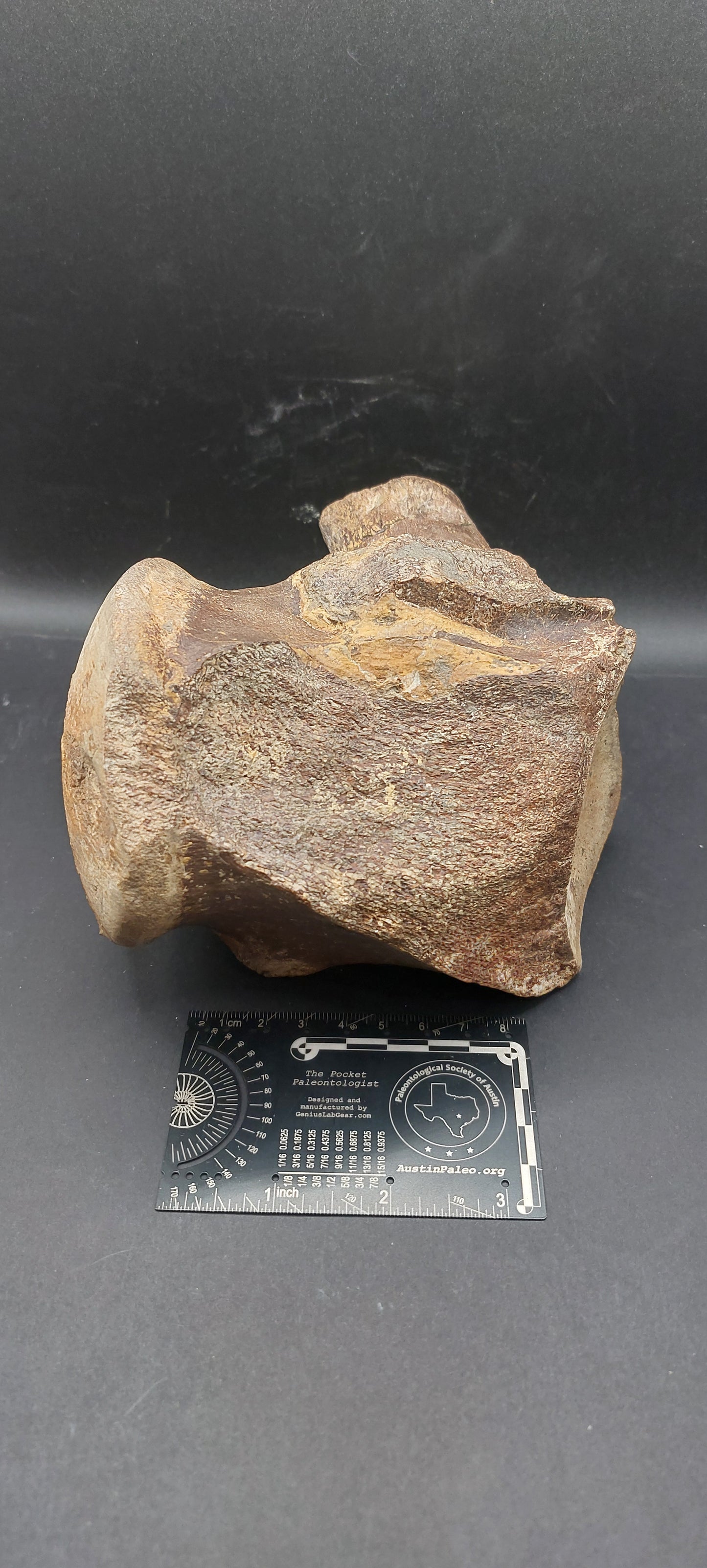 Tylosaurus proriger Vertebra-Texas