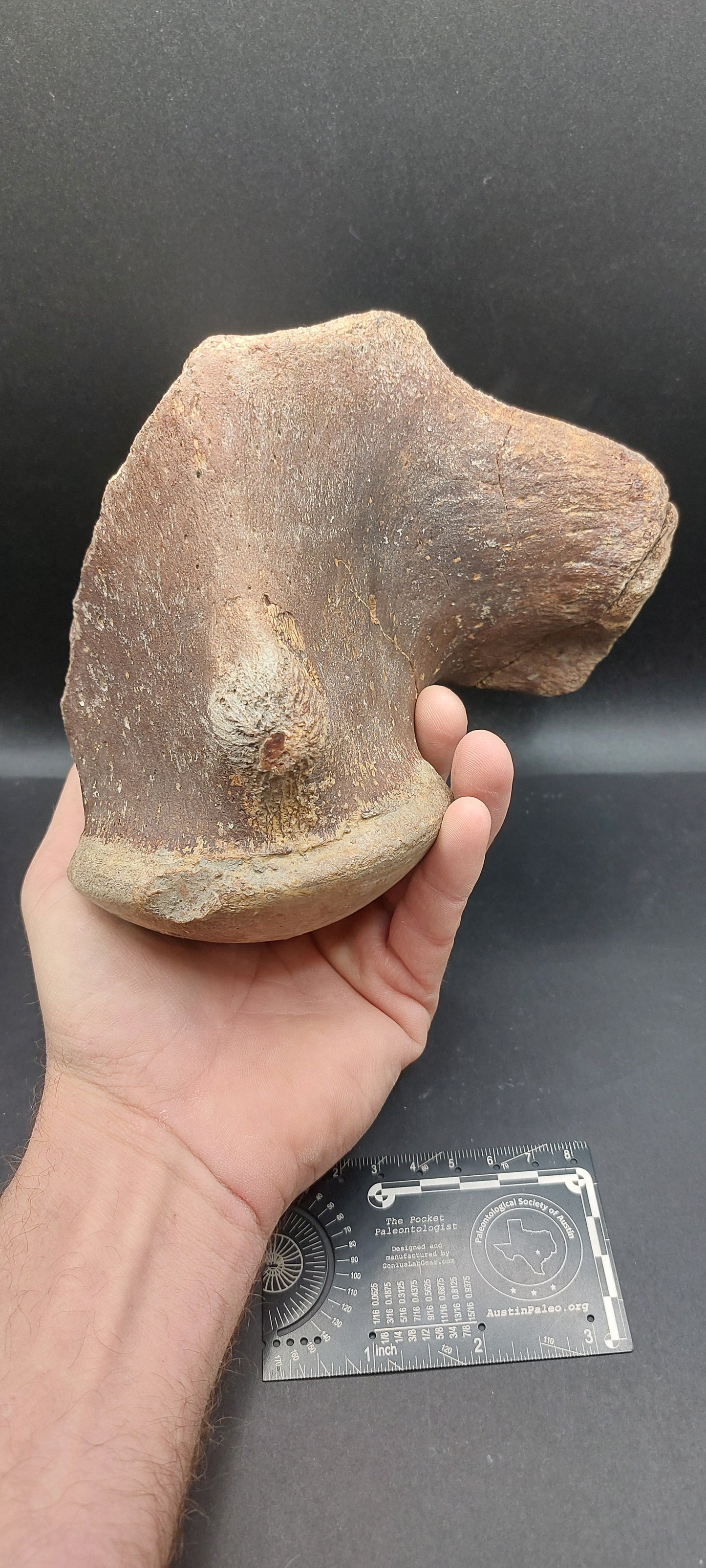Tylosaurus proriger Vertebra-Texas