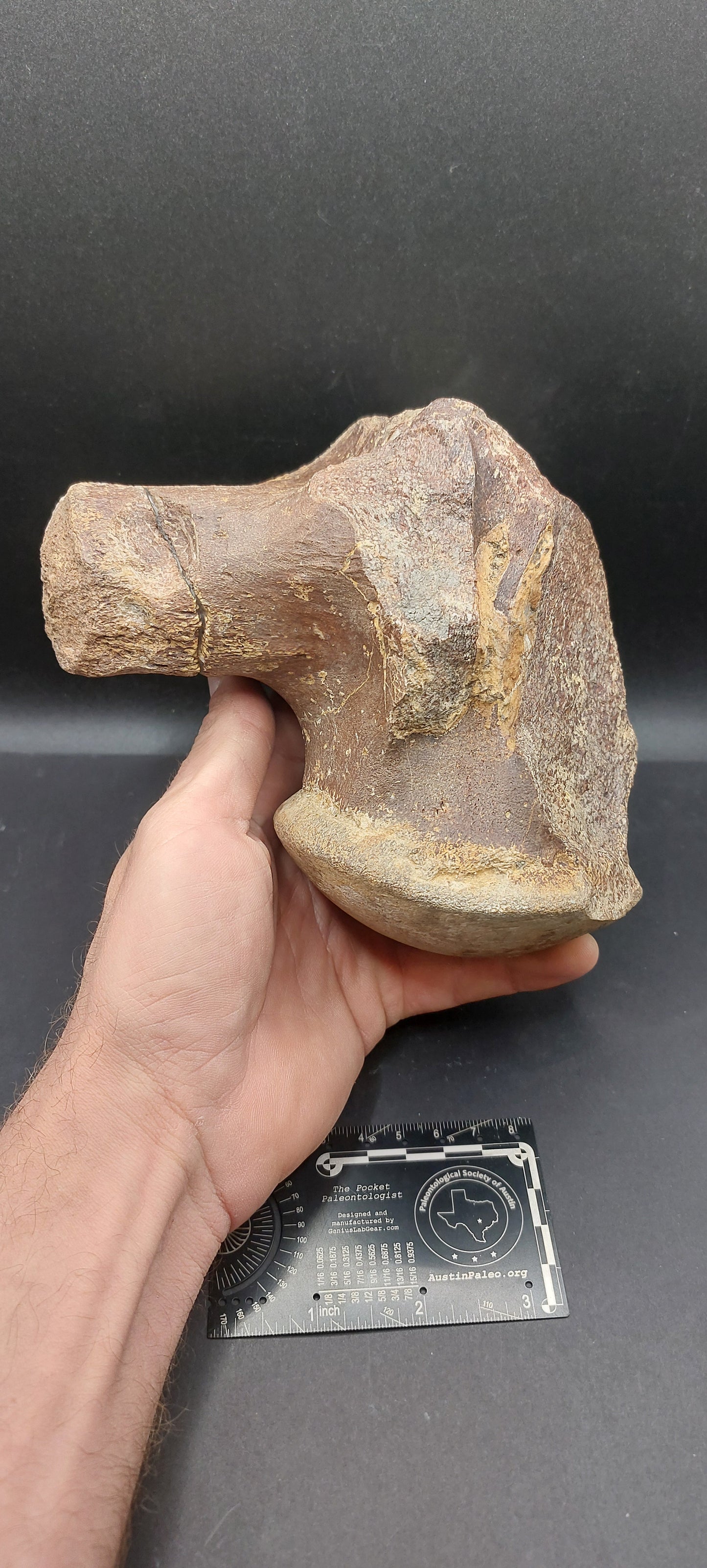 Tylosaurus proriger Vertebra-Texas