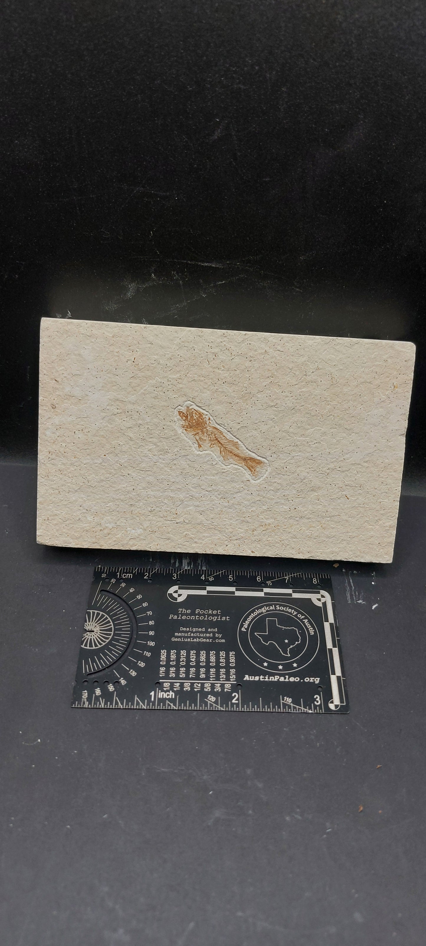 Juvenile Mioplosus sp.-Wyoming