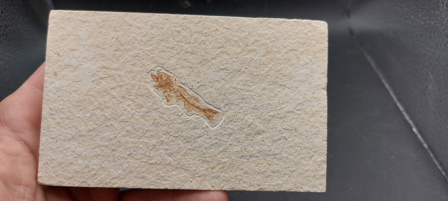 Juvenile Mioplosus sp.-Wyoming