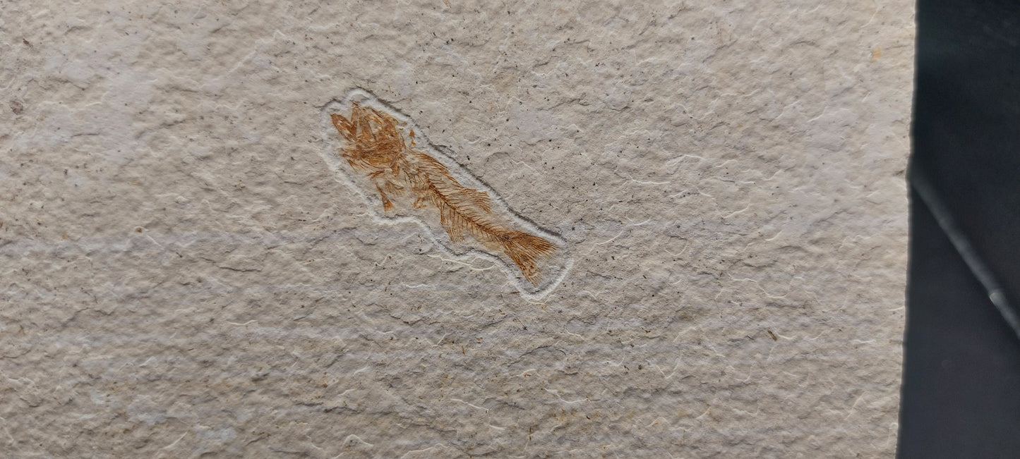 Juvenile Mioplosus sp.-Wyoming