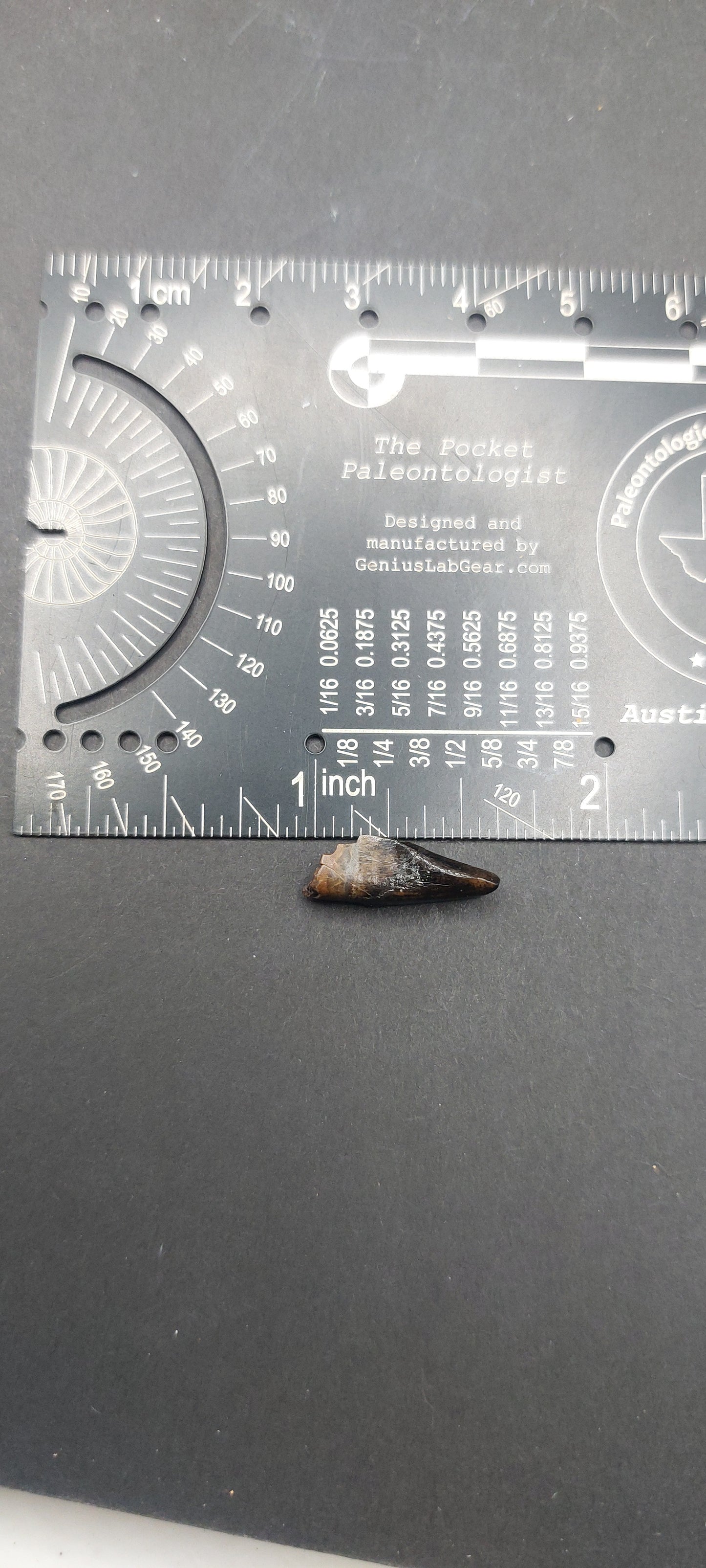 Nanotyrannus lancensis Premaxillary Tooth-Montana