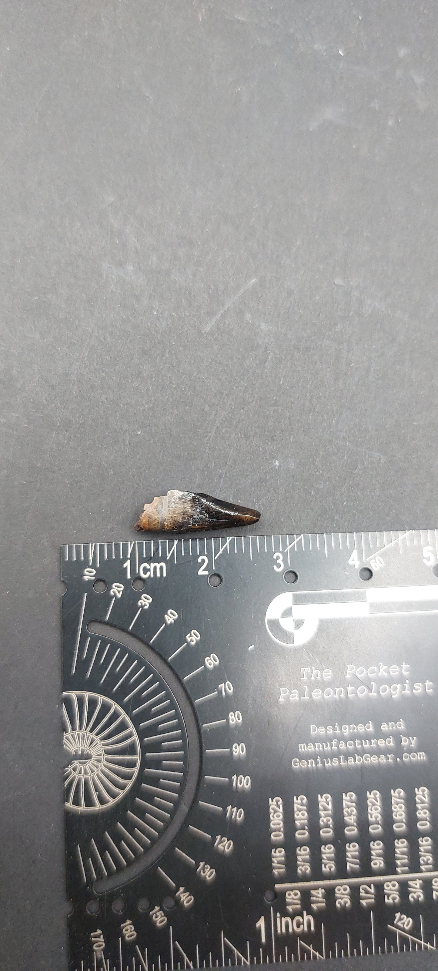 Nanotyrannus lancensis Premaxillary Tooth-Montana