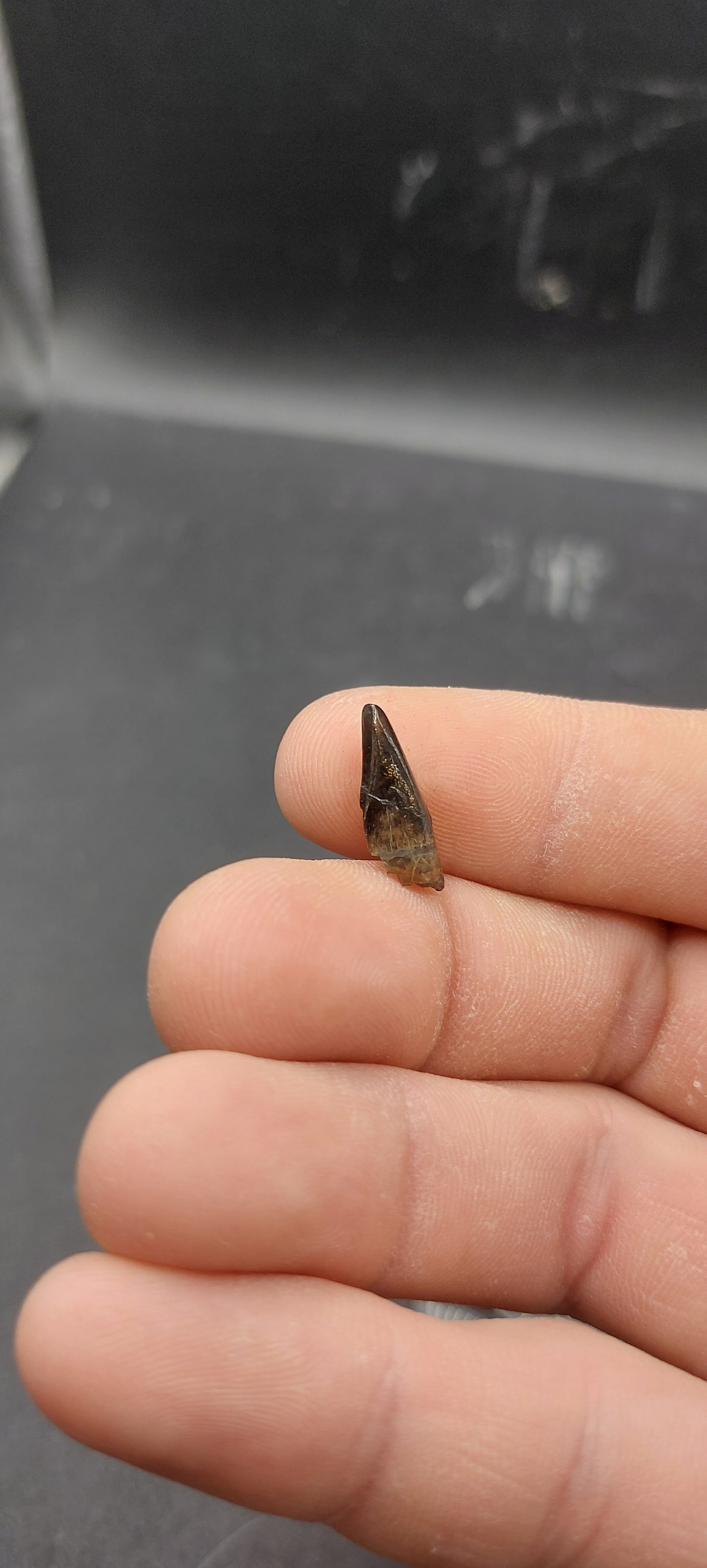 Nanotyrannus lancensis Premaxillary Tooth-Montana