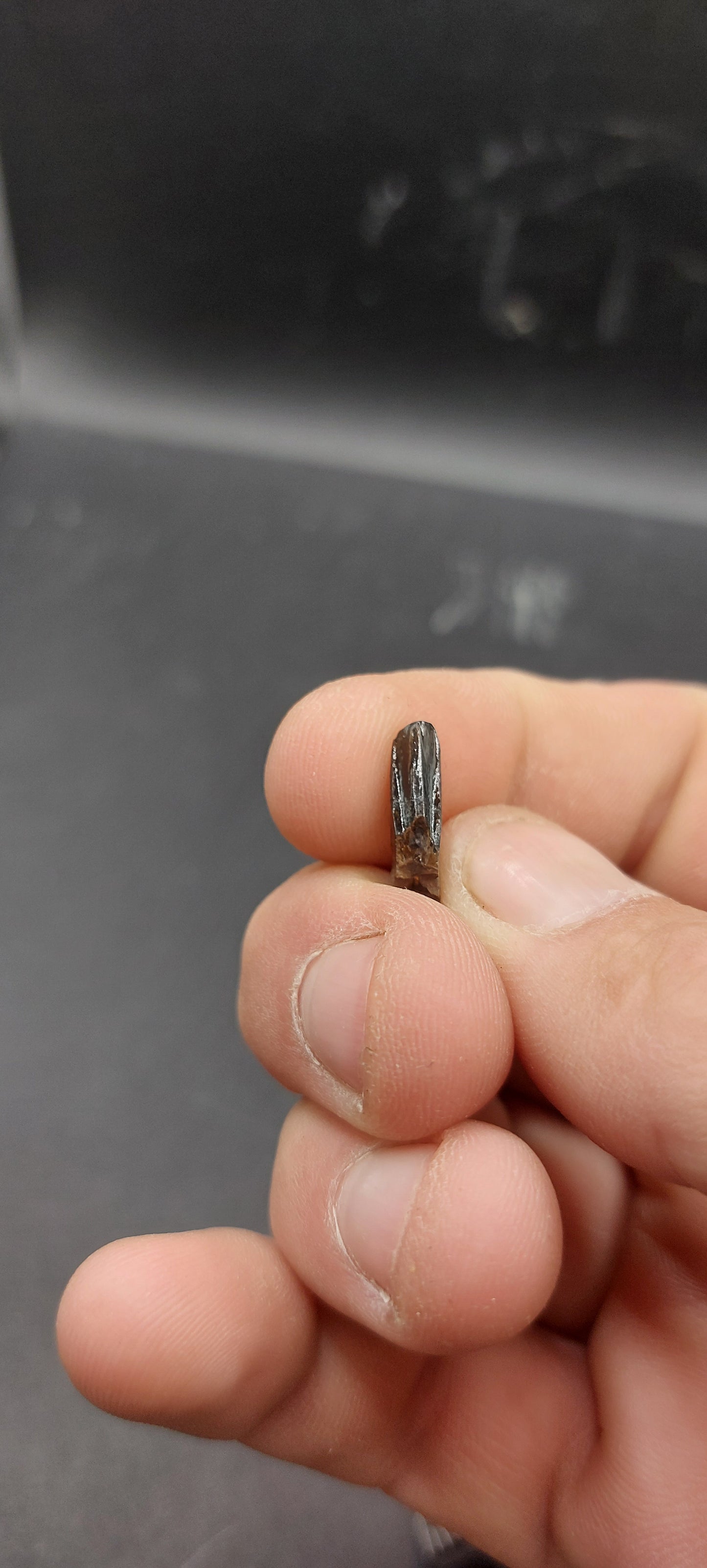 Nanotyrannus lancensis Premaxillary Tooth-Montana