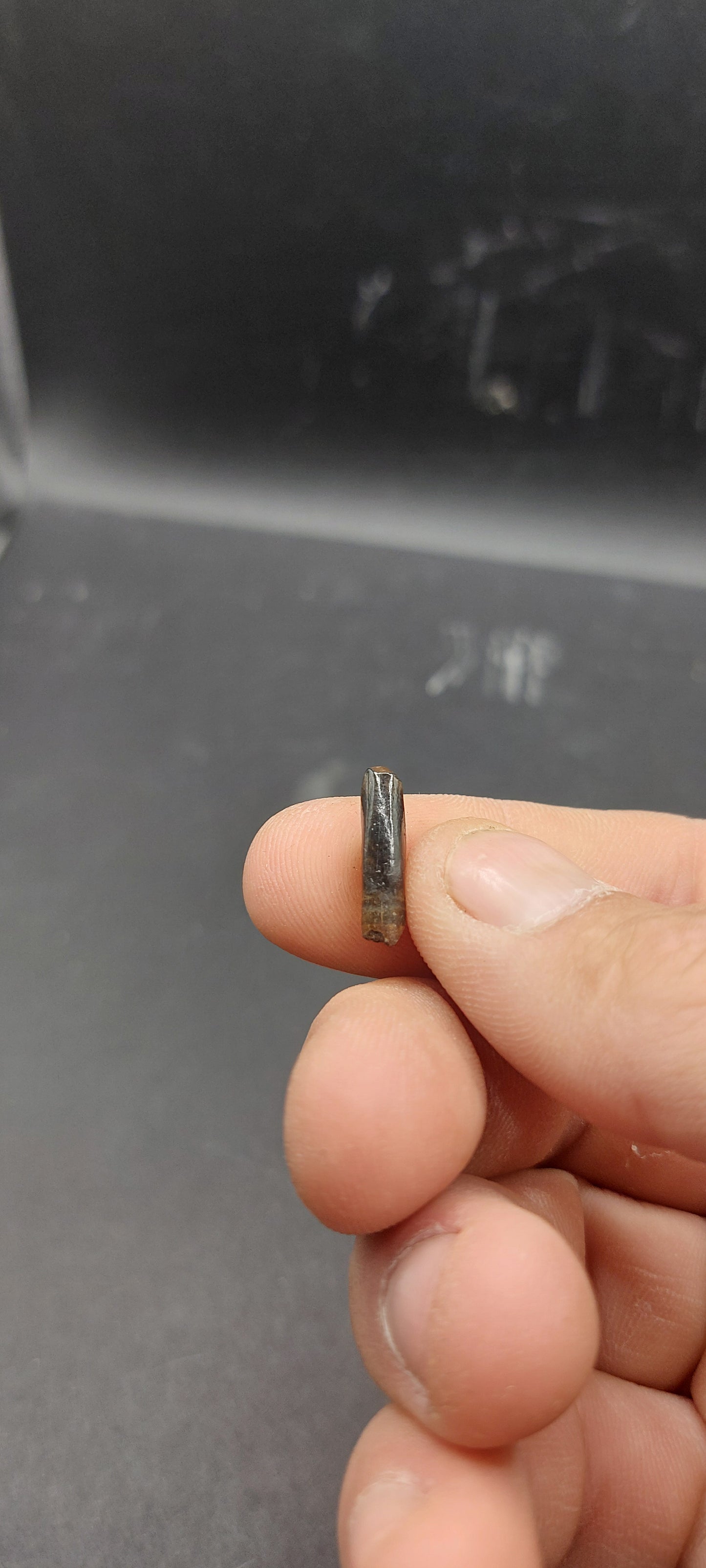 Nanotyrannus lancensis Premaxillary Tooth-Montana