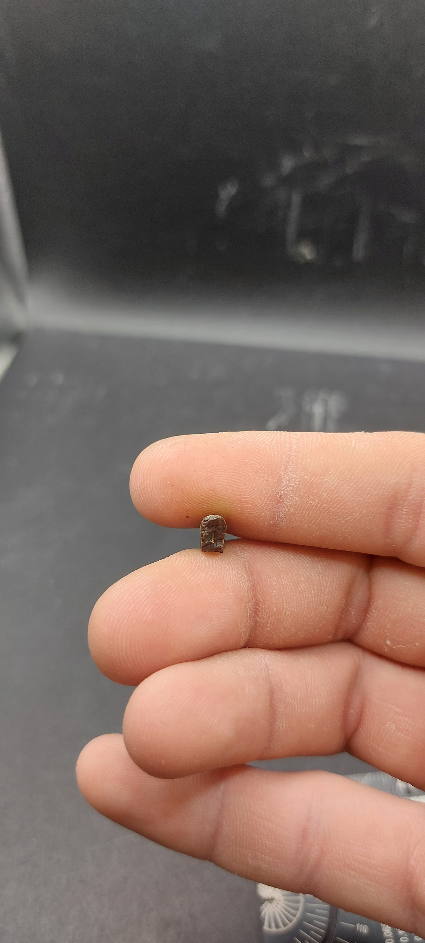Nanotyrannus lancensis Premaxillary Tooth-Montana