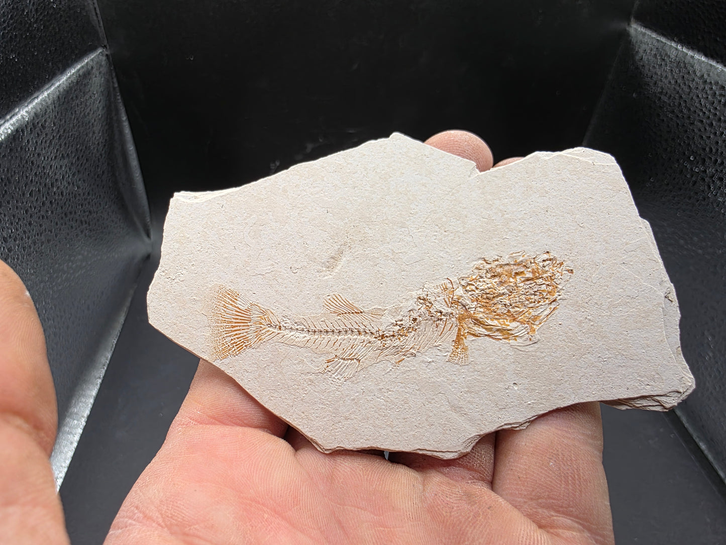 Gasterosteus doryssus "Stickleback"-Nevada 01