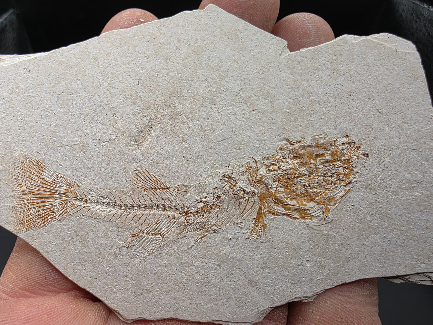 Gasterosteus doryssus "Stickleback"-Nevada 01