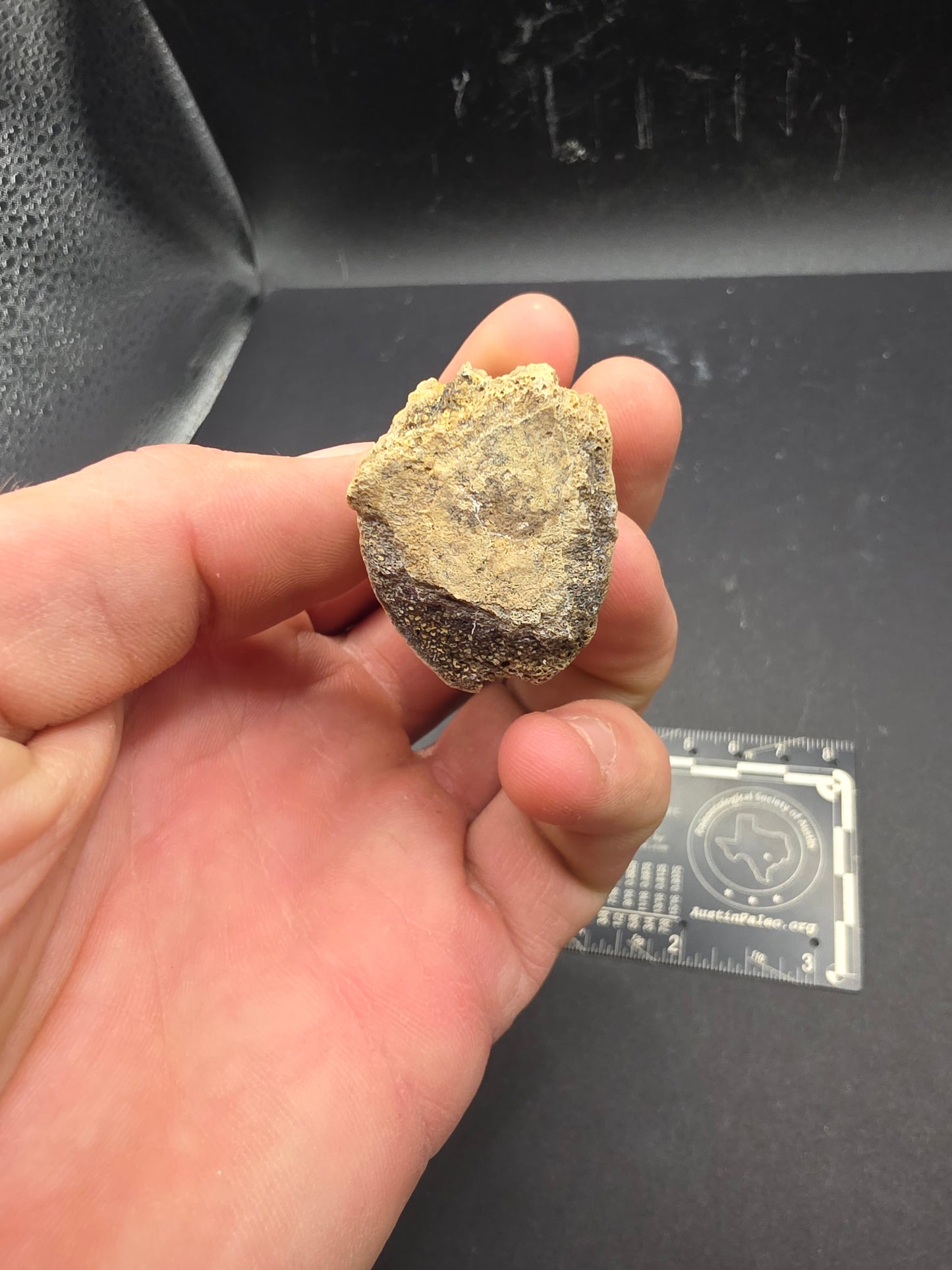 Ornithomimid Caudal (Tail) Vertebra-Texas 02