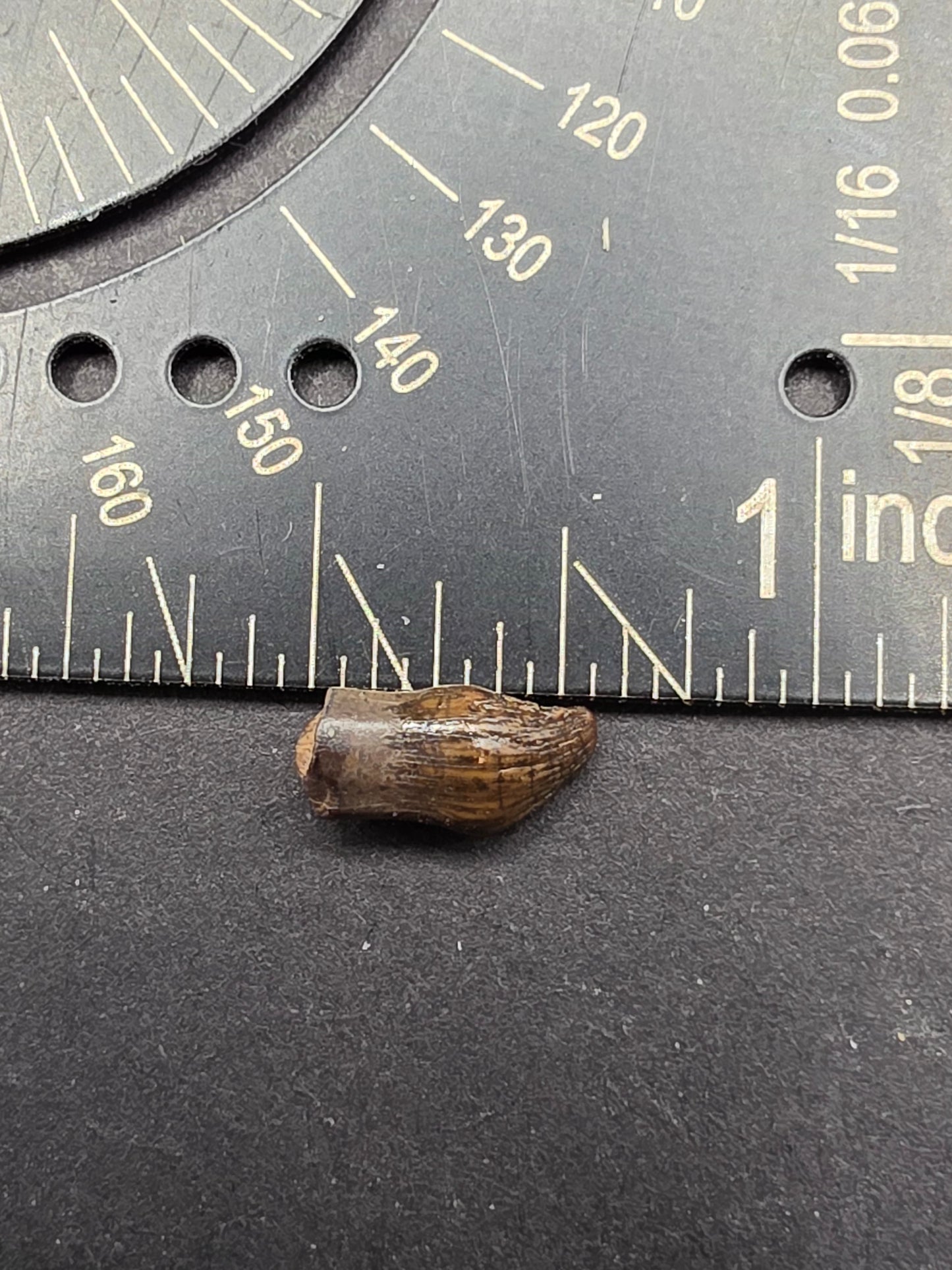 Thescelosaurus Tooth-Montana 01