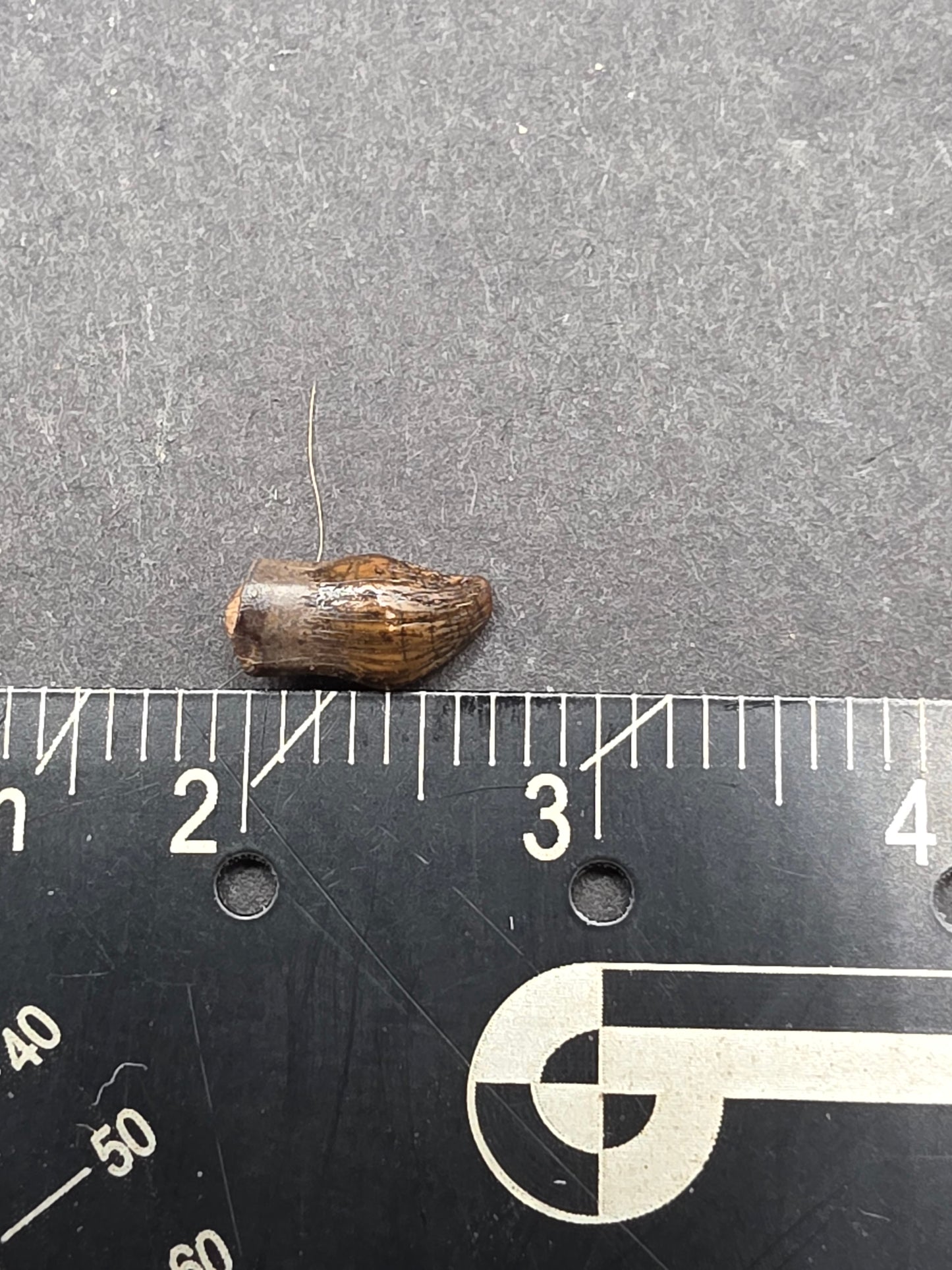 Thescelosaurus Tooth-Montana 01