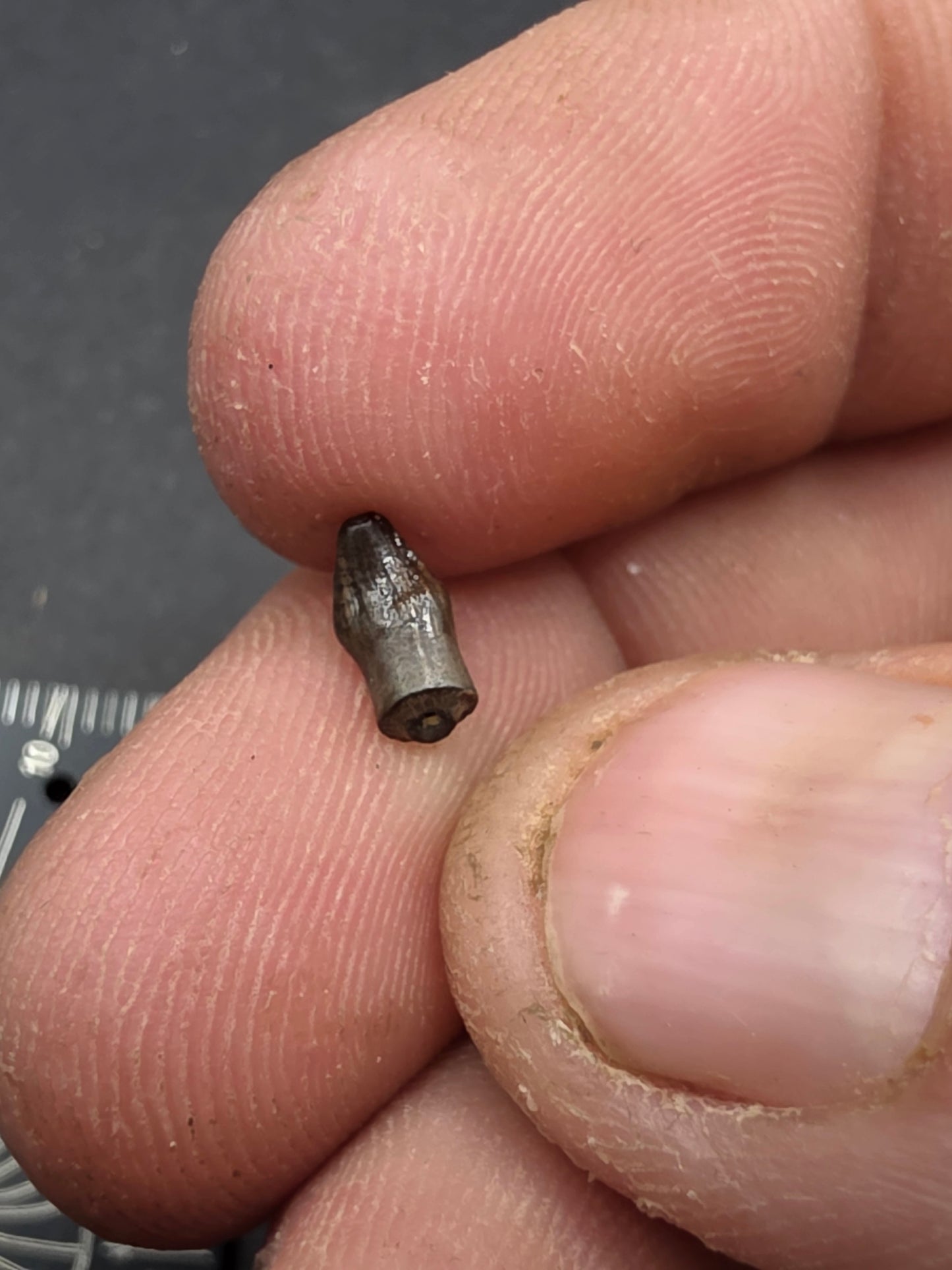 Thescelosaurus Tooth-Montana 01