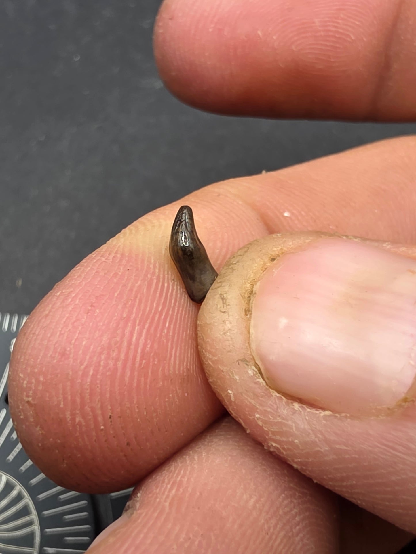 Thescelosaurus Tooth-Montana 01