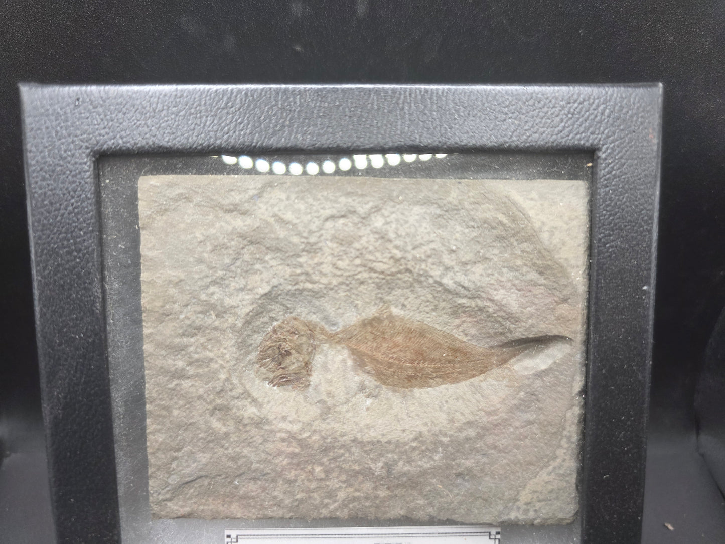 Allenypterus montanus