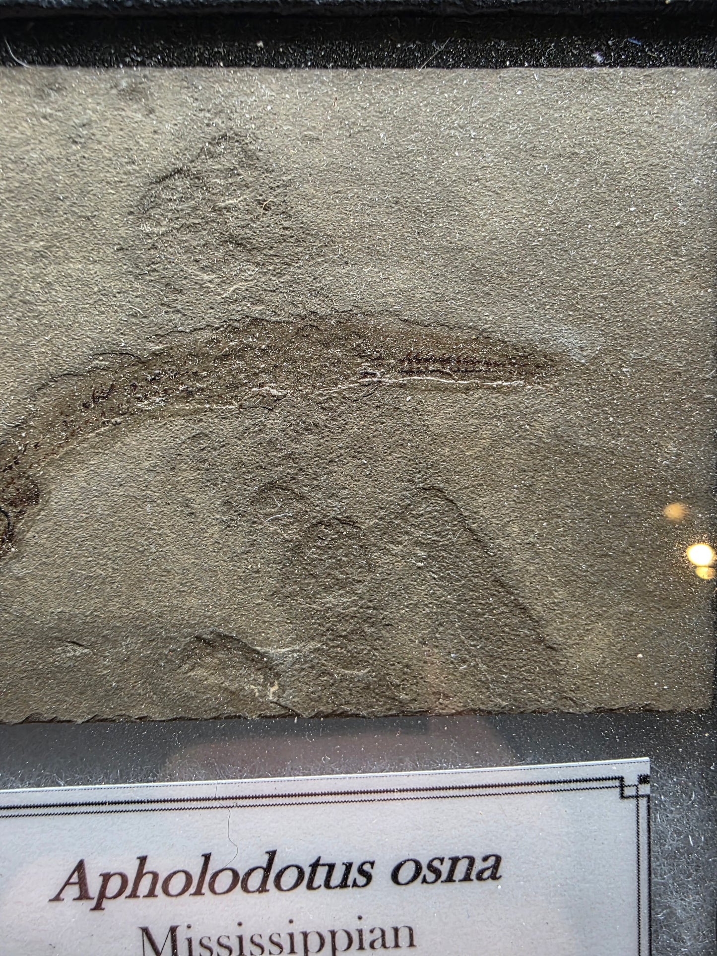 Apholidotus ossuous-Montana