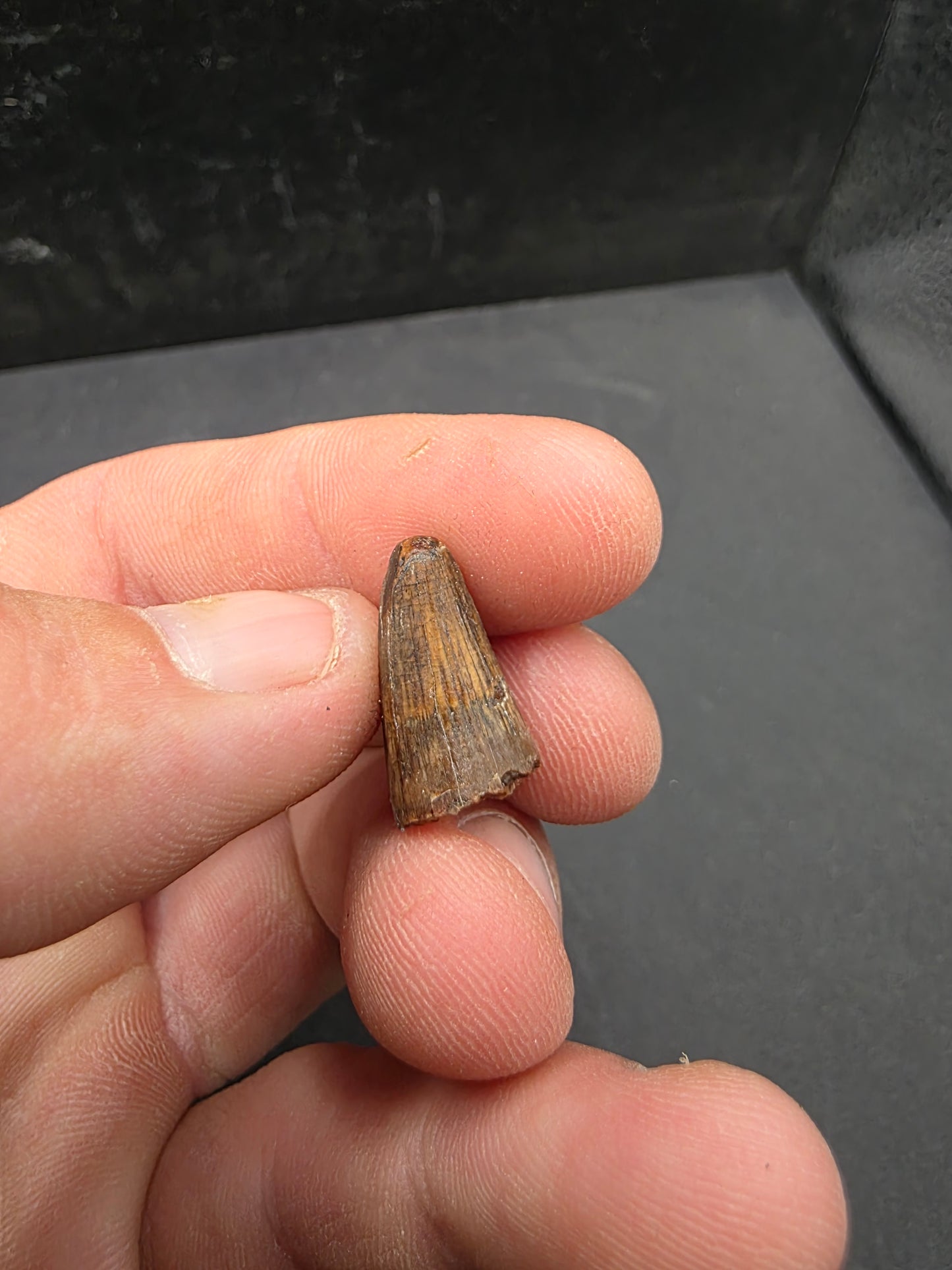 Deinosuchus riograndensis Tooth-Texas 06