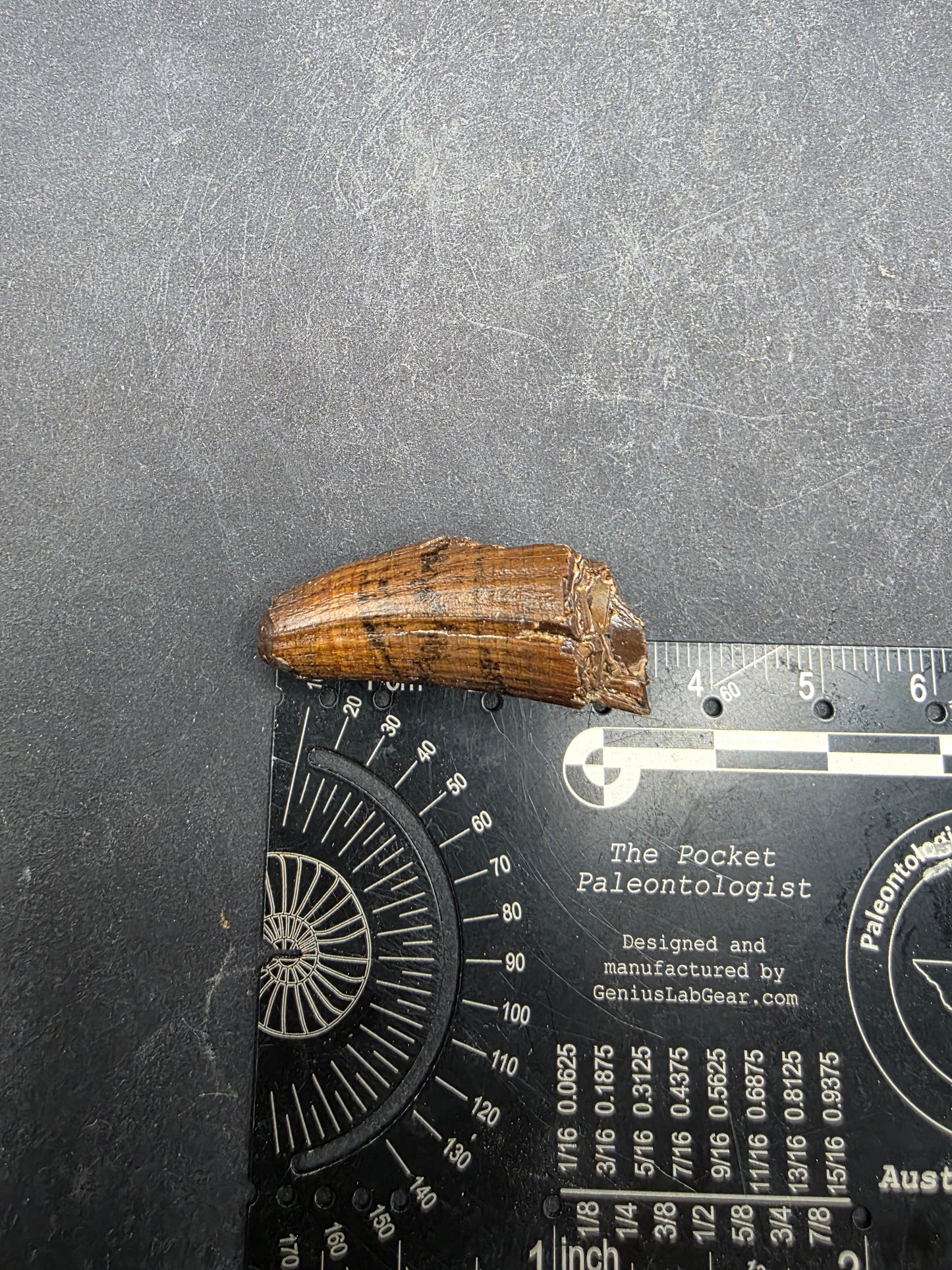 Deinosuchus riograndensis Tooth-Texas 05