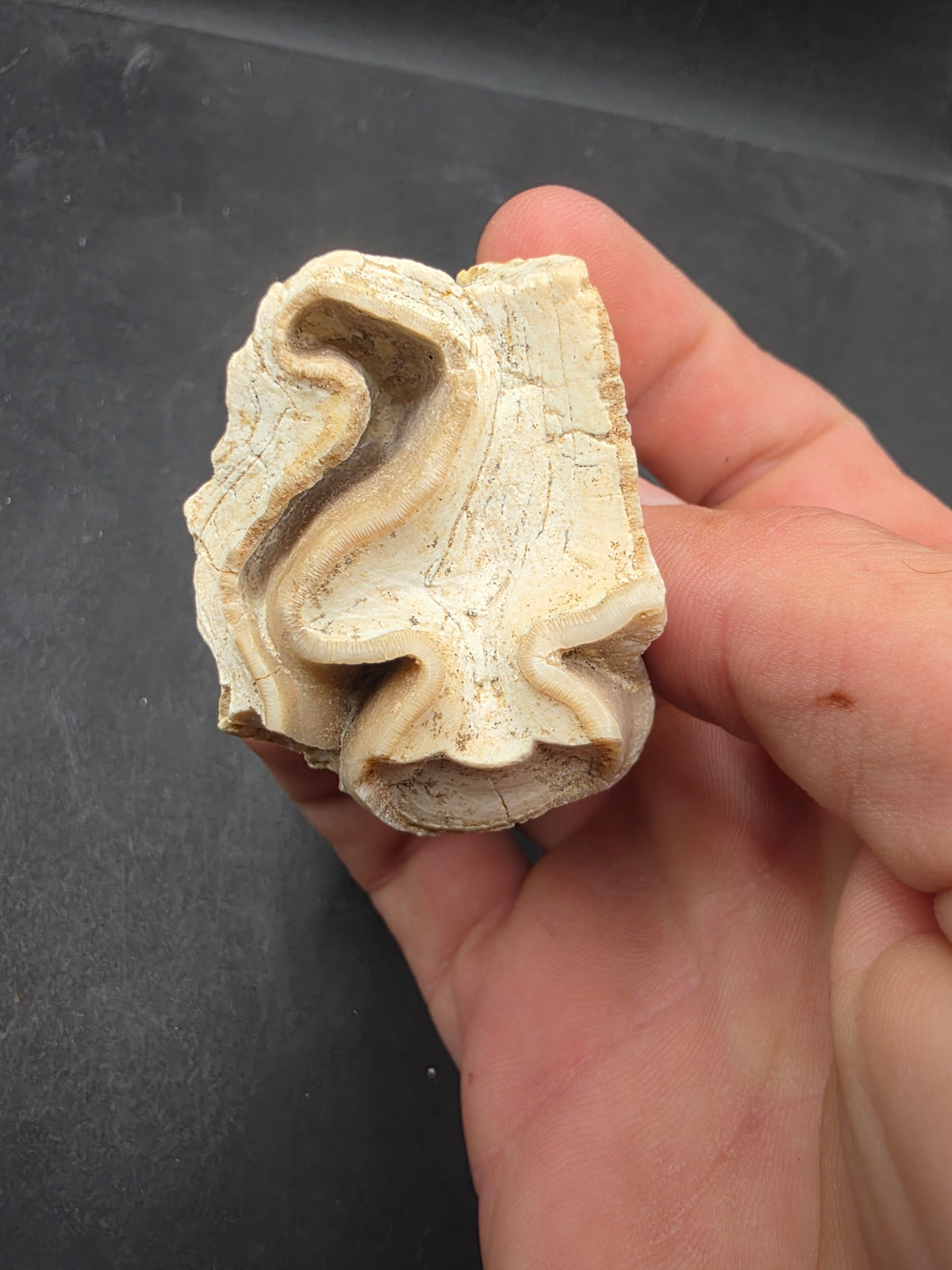 Teleoceras Tooth-Oklahoma 001