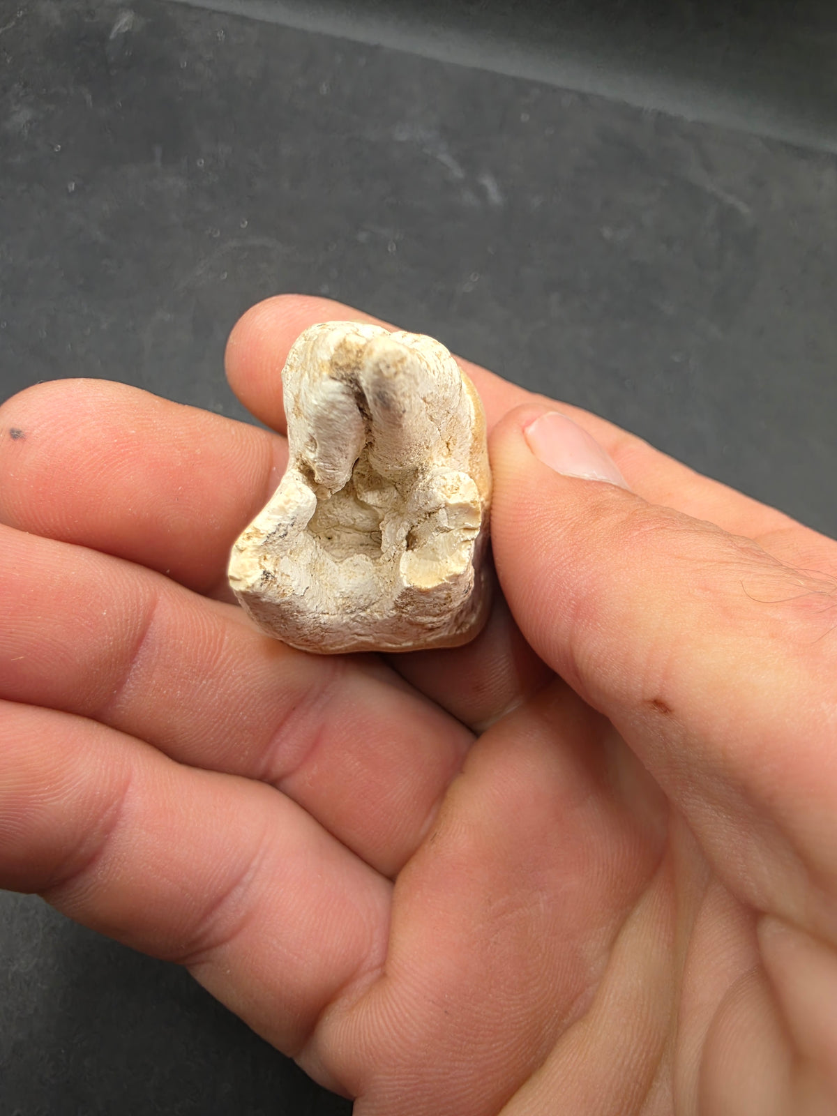Teleoceras Tooth-Oklahoma 003