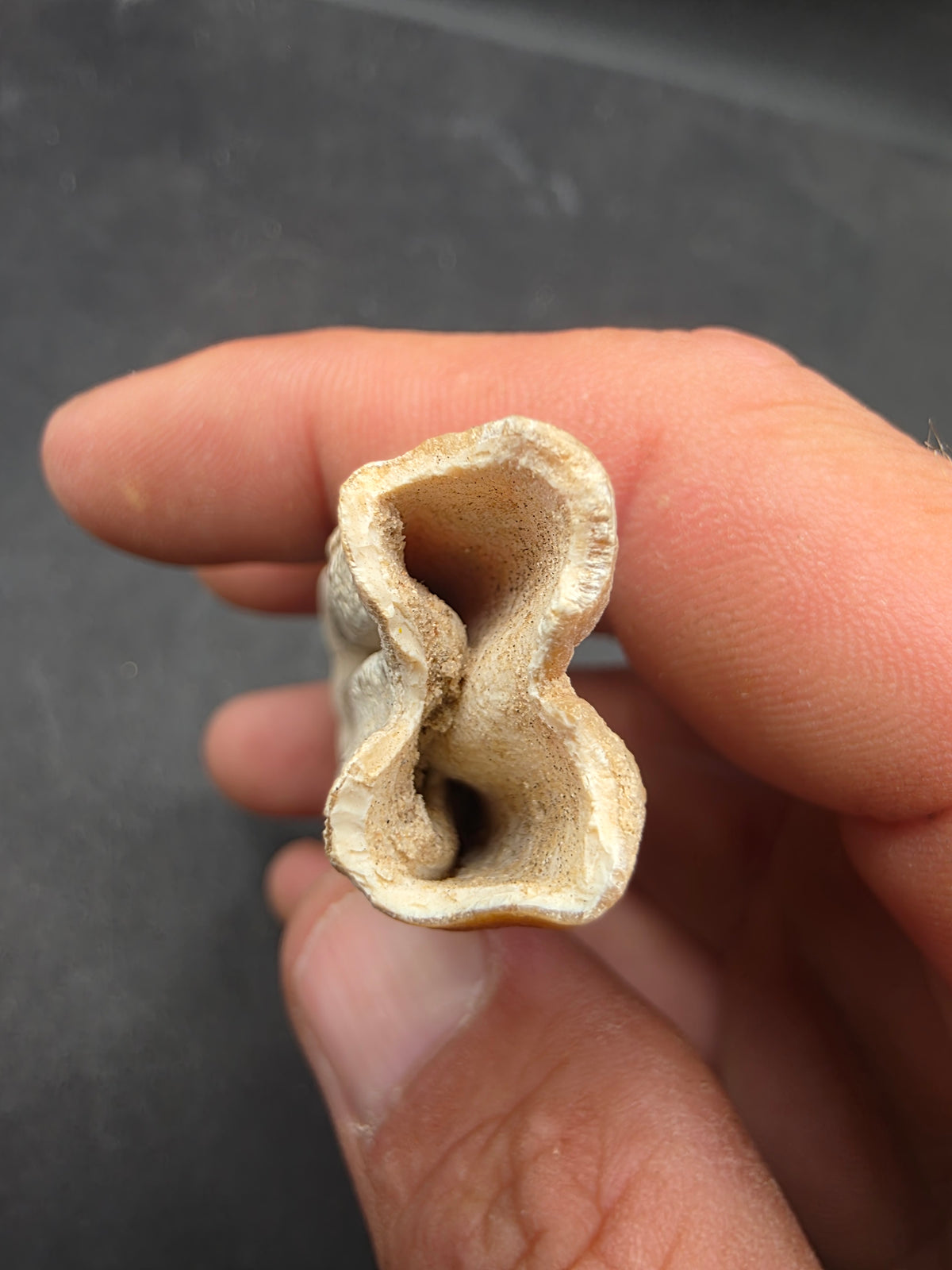 Pliohippus Tooth-Oklahoma 005