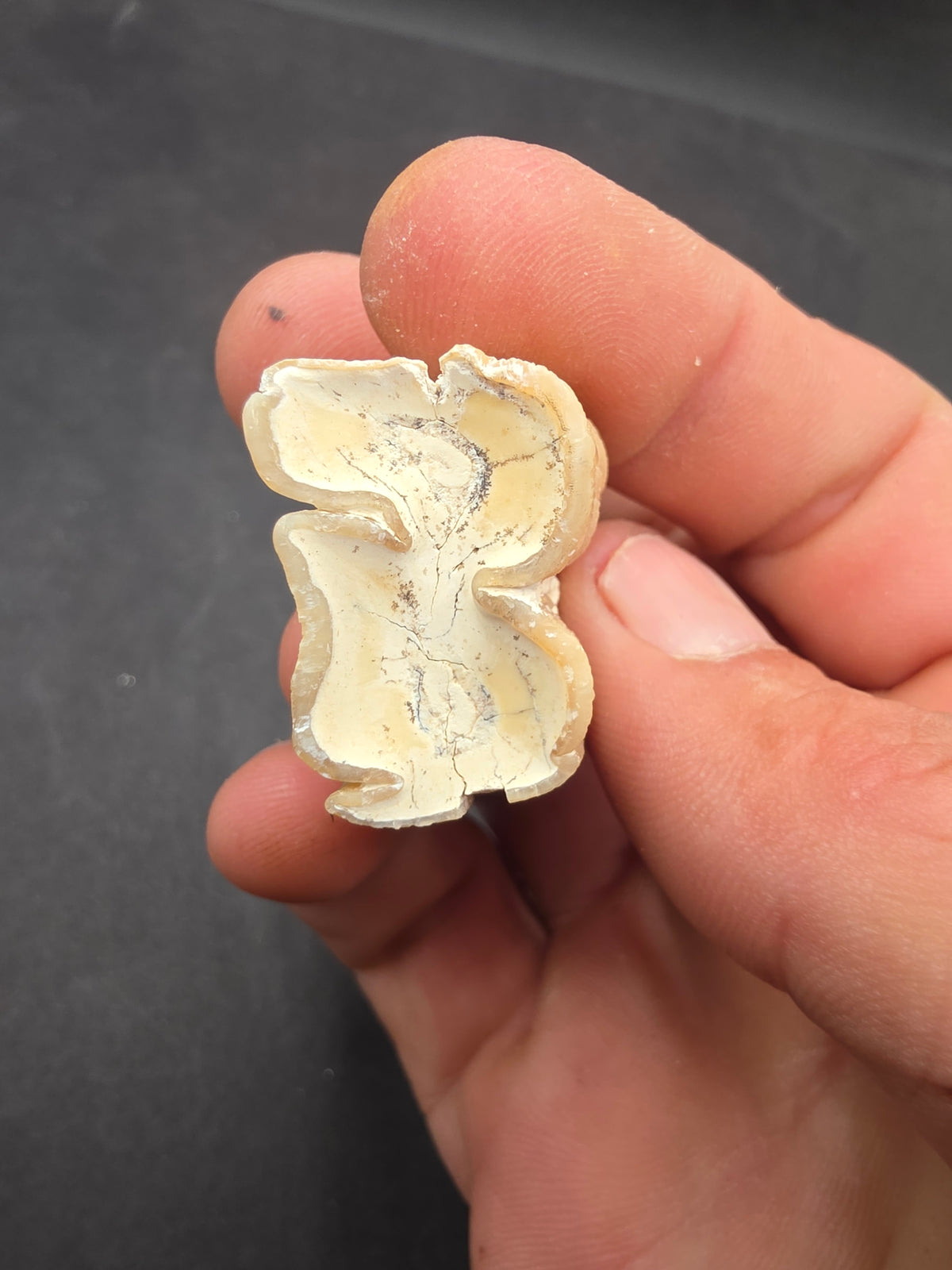 Dinohippus Tooth-Nebraska 001