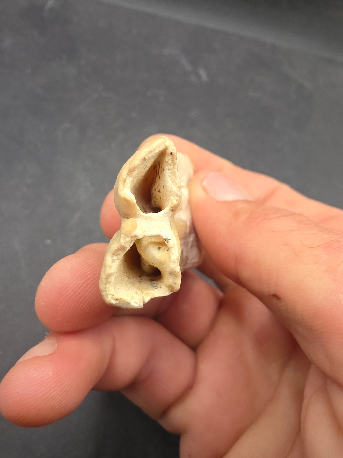 Pliohippus Tooth-Oklahoma 003