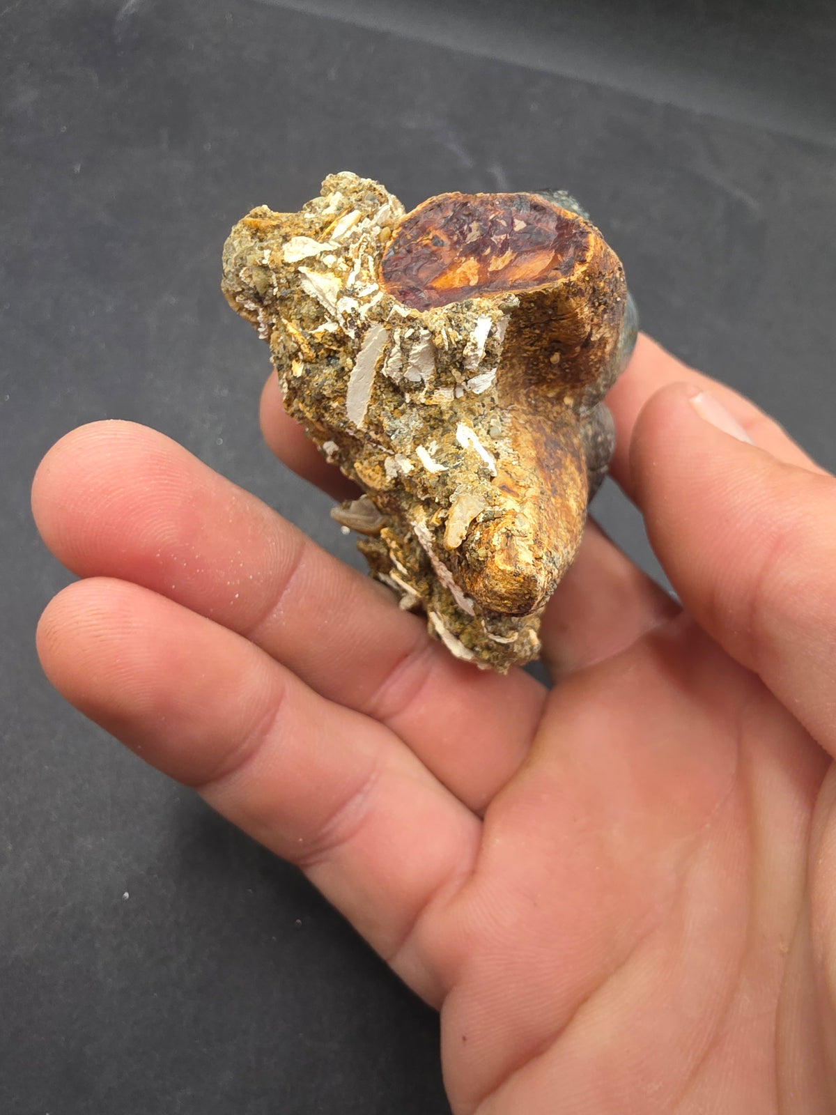 Desmostylus hesperus Tooth-California