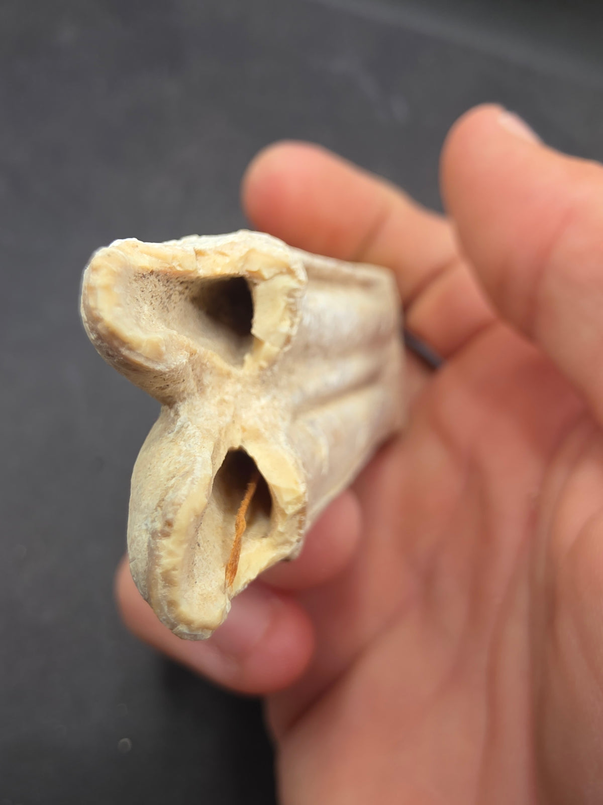 Pliohippus Tooth-Oklahoma 001